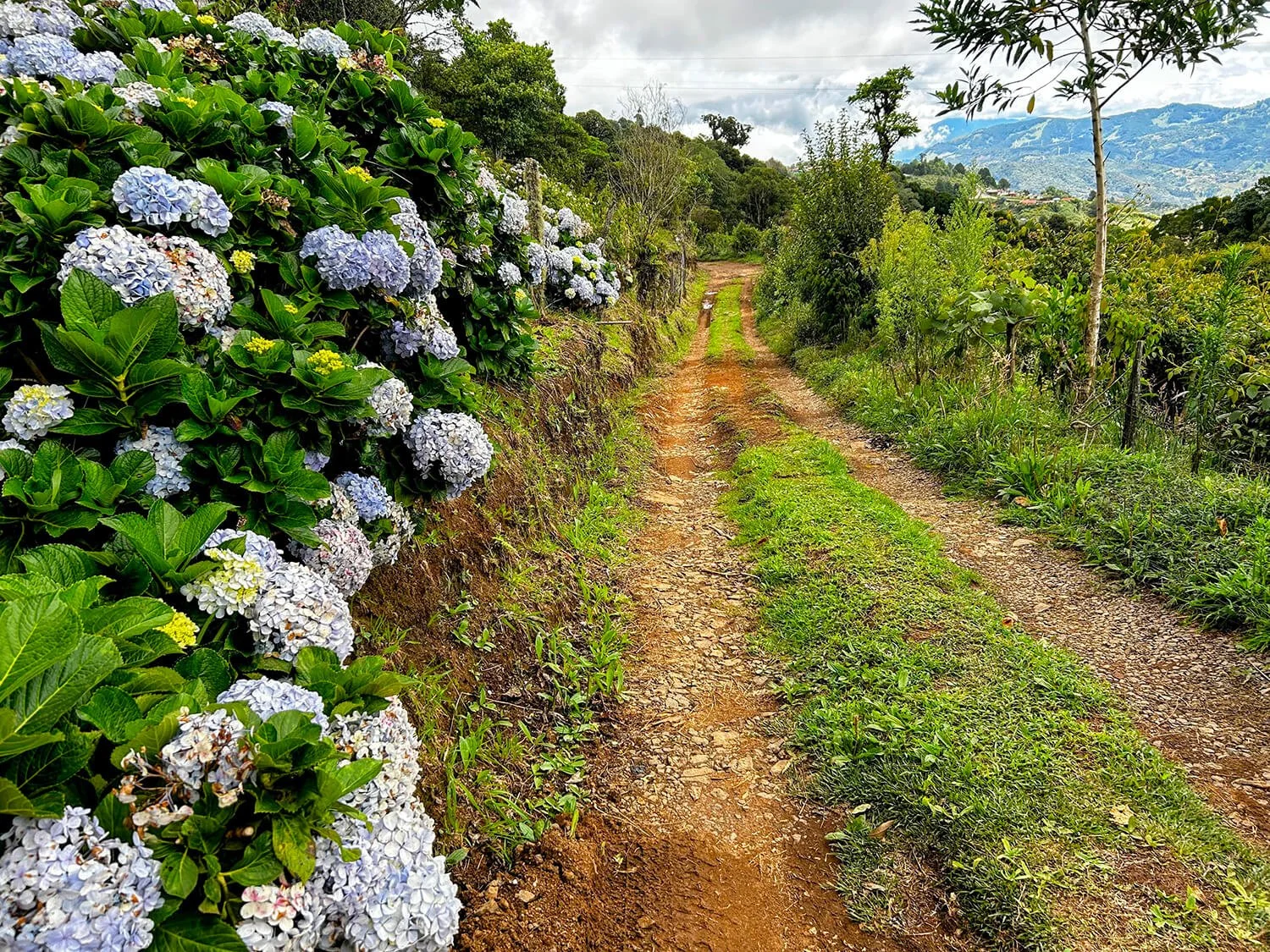 countryside road with red earth and hydrangeas in costa rica
