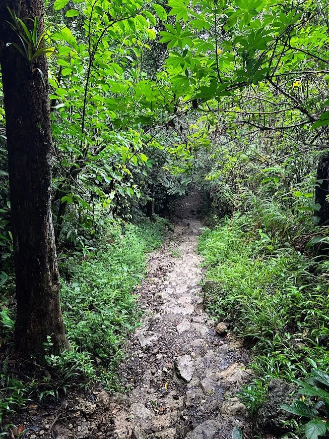 A narrow dirt trail through a dense green forest with lush foliage and trees on both sides.
