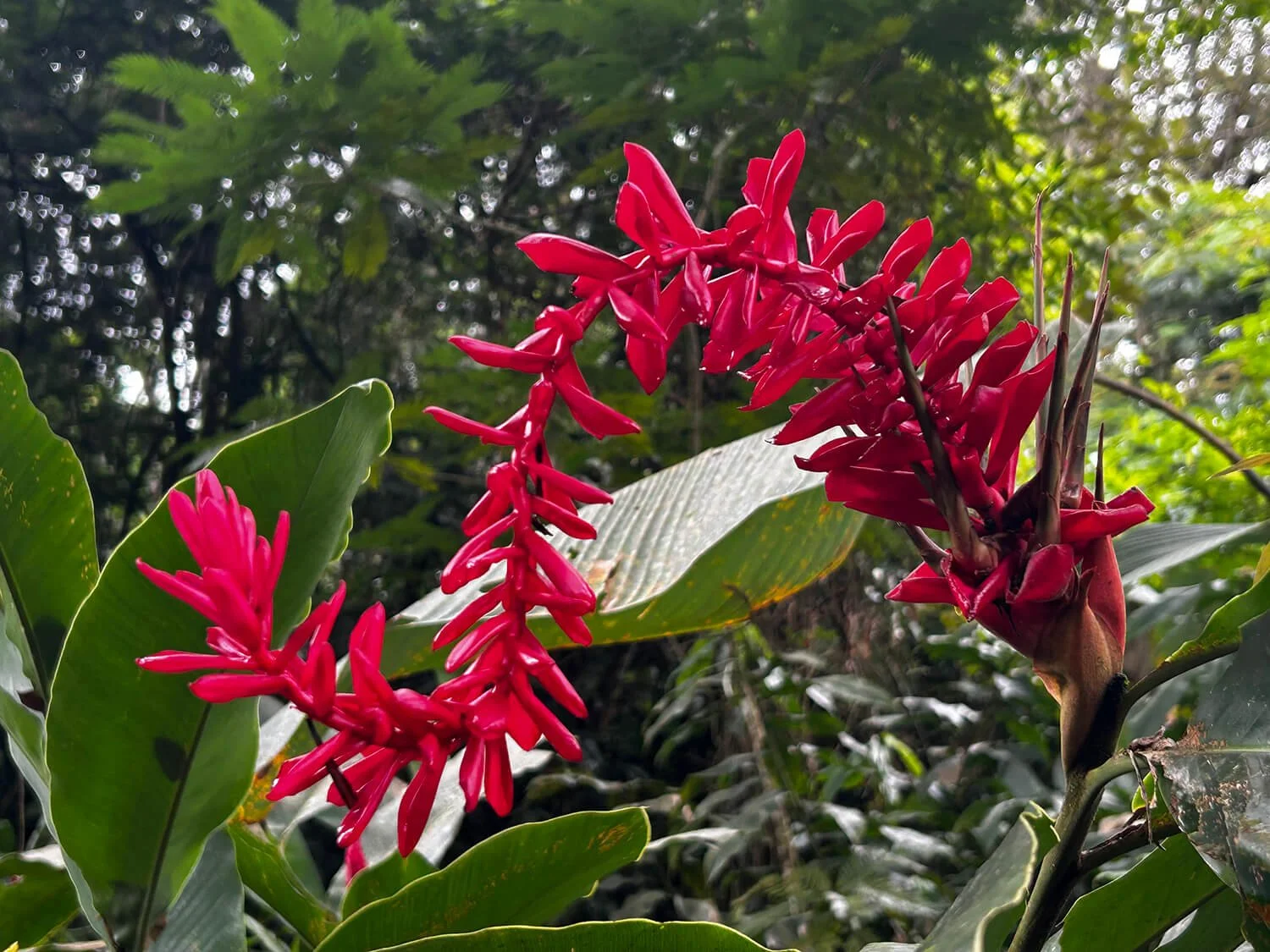 Red tropical flowers blooming among large green leaves in a lush jungle setting.