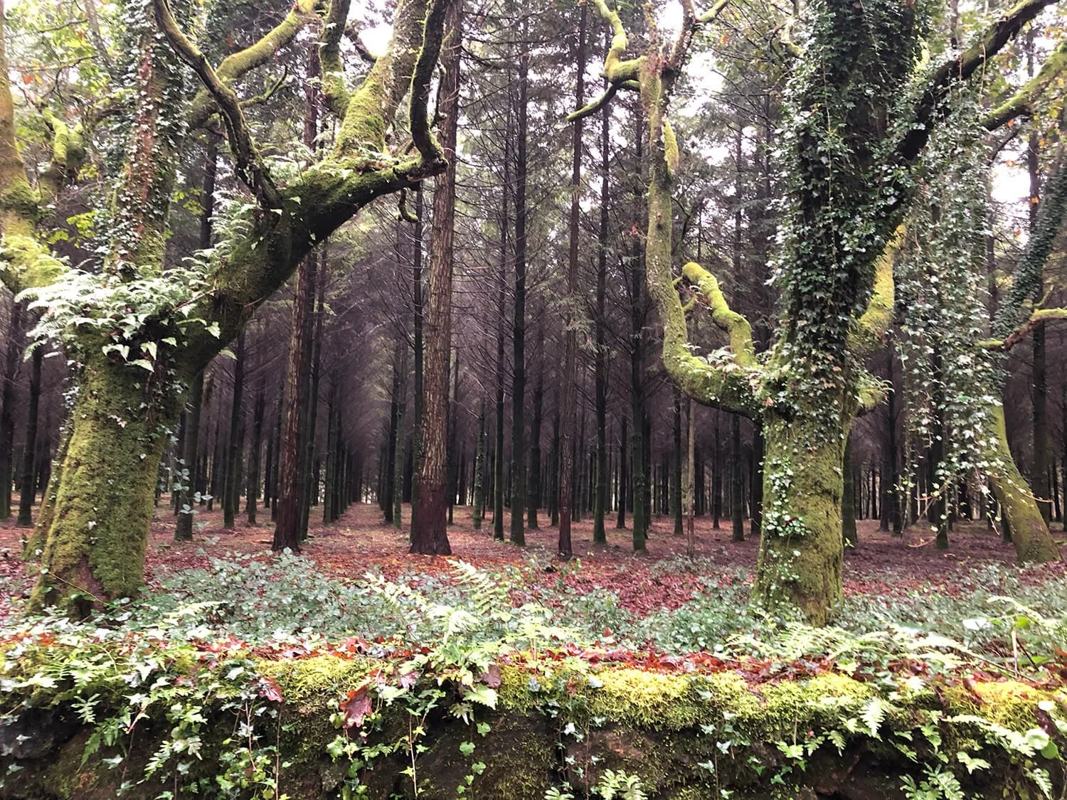 red leaves on forest floor with barren mossy trees and a stone wall with moss and fern