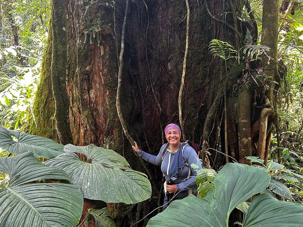 woman hiker hand on old growth tree trunk large forest leaves