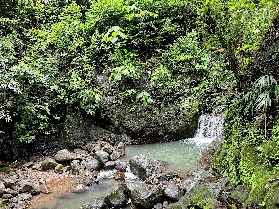 A small waterfall flowing into a quiet, clear pool surrounded by lush green tropical plants and rocks.