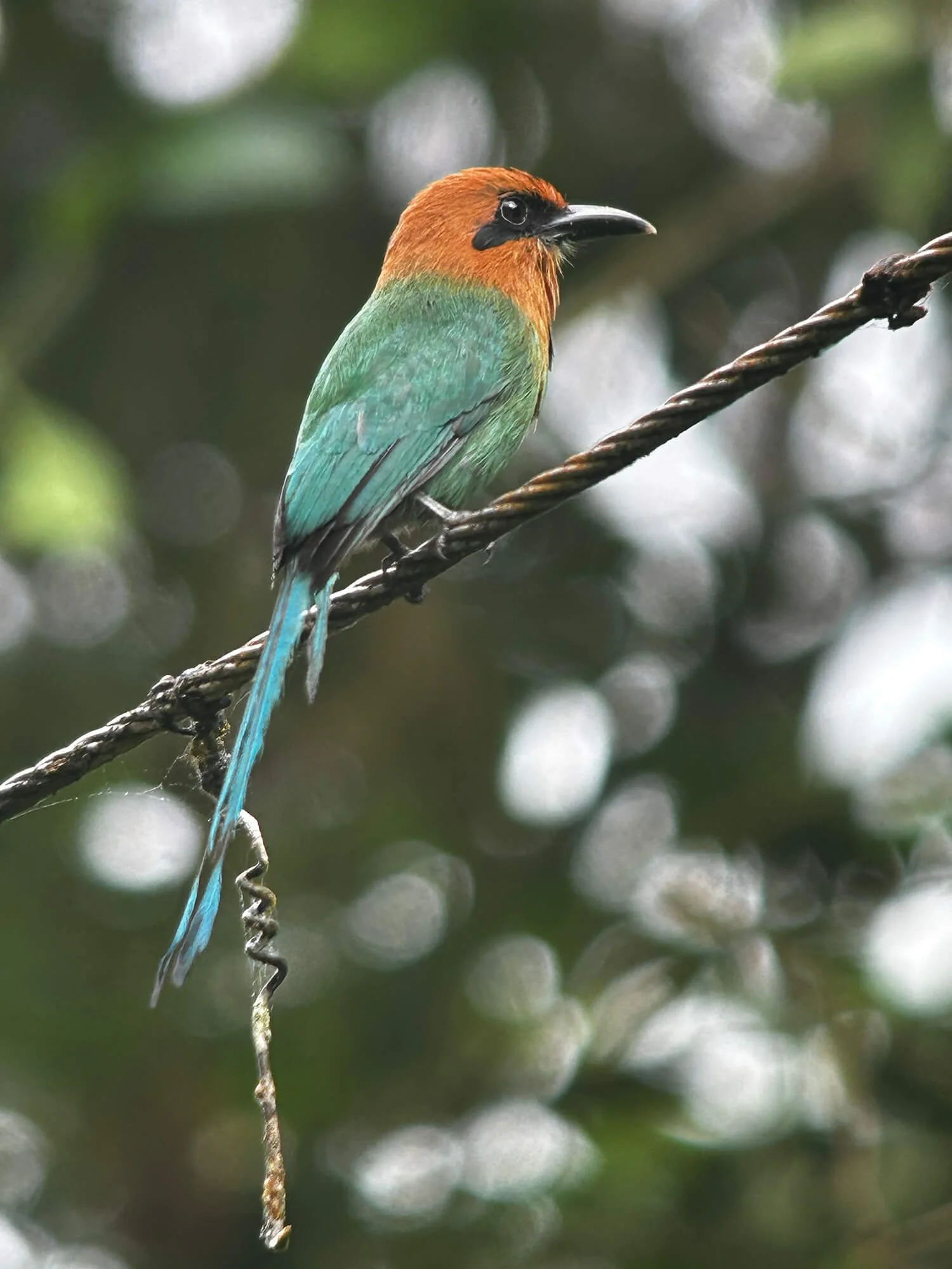 A brightly colored bird with orange, green, and blue feathers perched on a twisted wire in a natural outdoor setting with blurred green and white background.