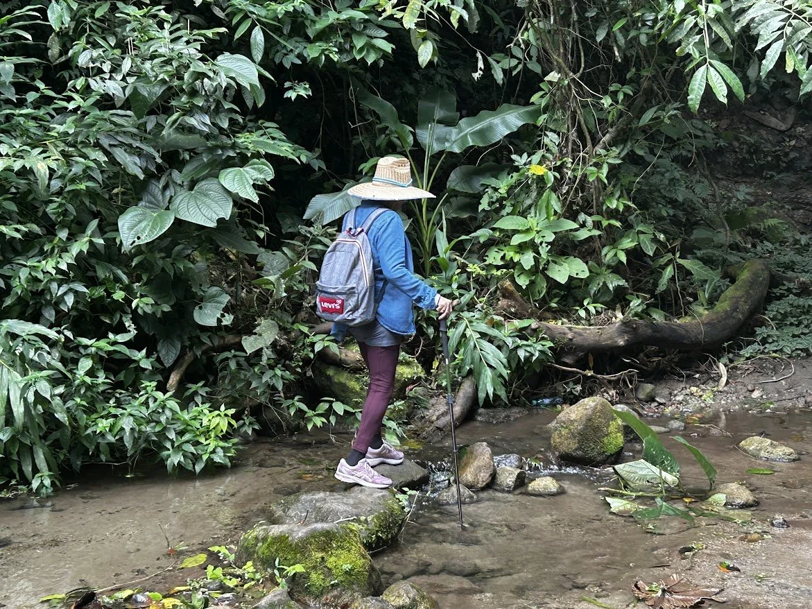 A person crossing a small creek in a lush, green forest with walking stick, wearing hat, backpack, blue jacket, and sneakers.