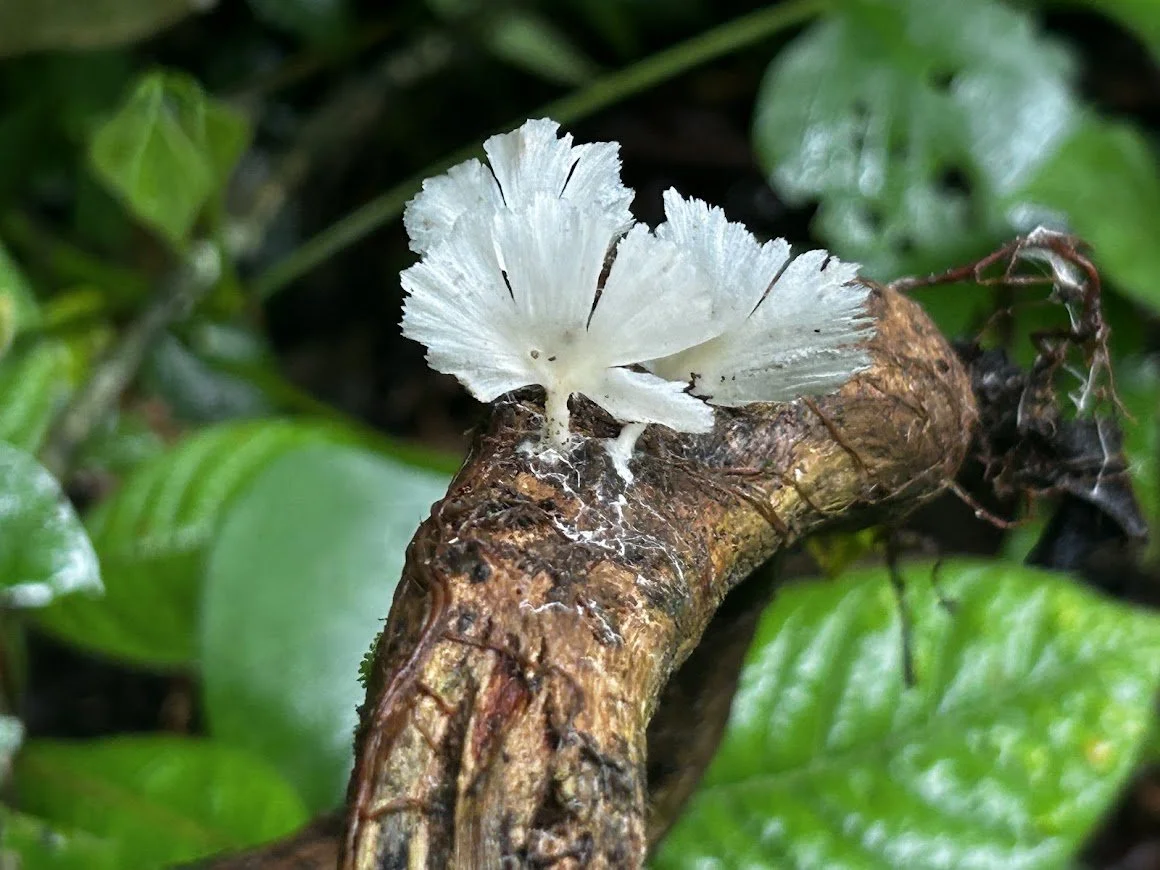 White mushroom with ruffled edges growing on a tree branch among green leaves.