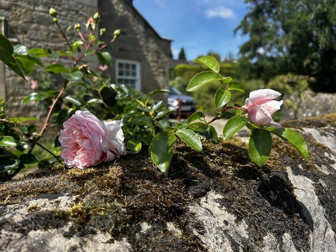 pink rose on mossy stone wall in front of stone house in england