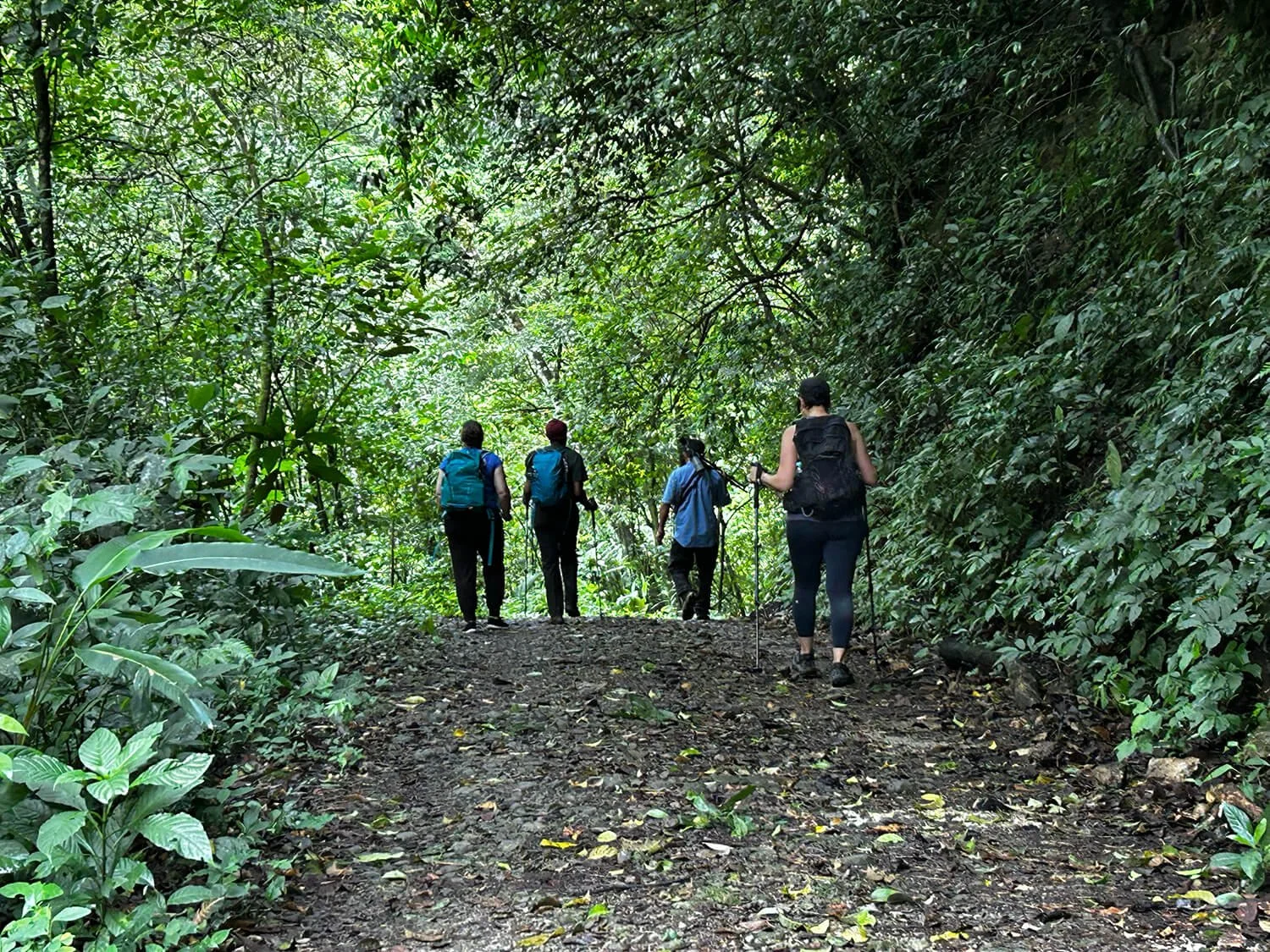 Four hikers with backpacks and walking sticks walking along a dirt trail in lush green forest.