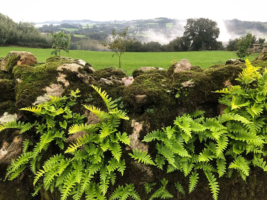 Stone wall with moss and fern next to open field and misty mountains in background