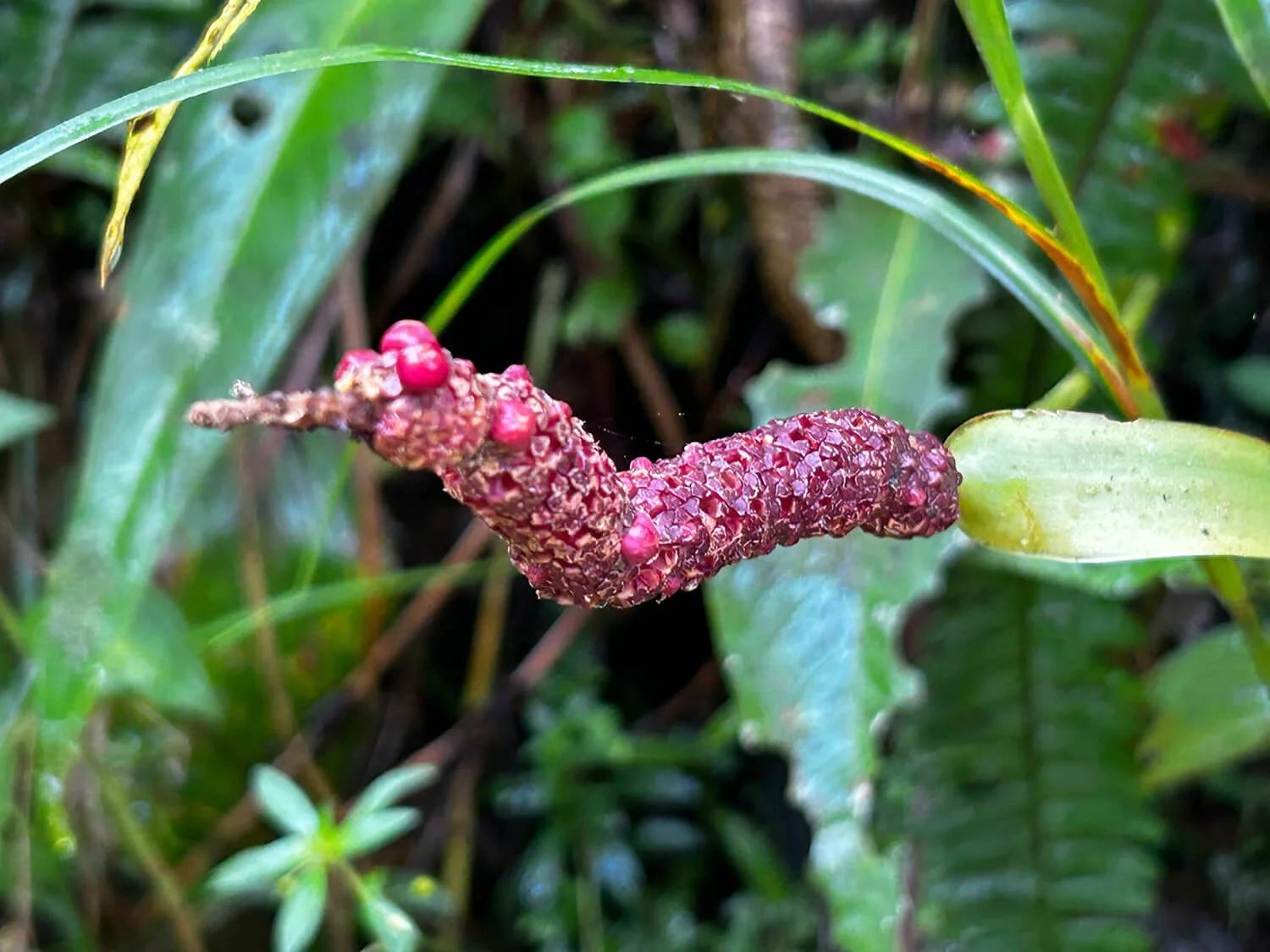A close-up of a red, elongated plant or fungus growing among green leaves and grass in a natural setting.