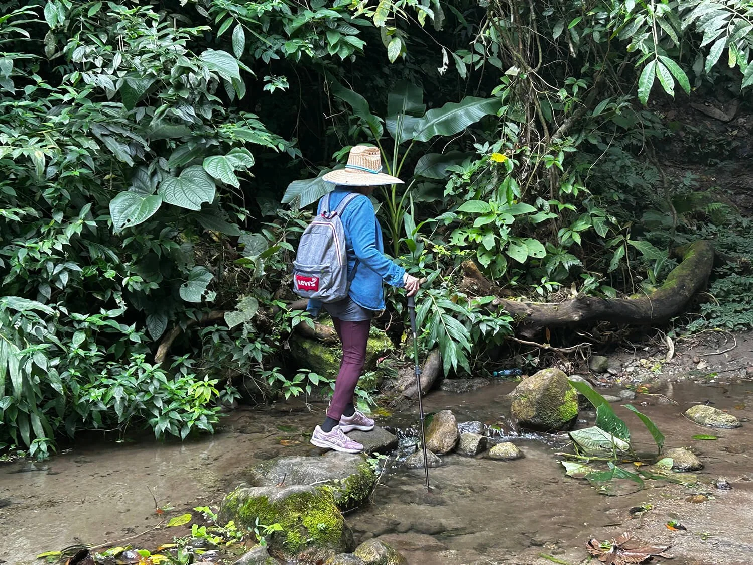 Person wearing a large straw hat, blue jacket, maroon pants, and hiking shoes crossing a shallow creek in a dense jungle with green foliage, rocks, and moss.