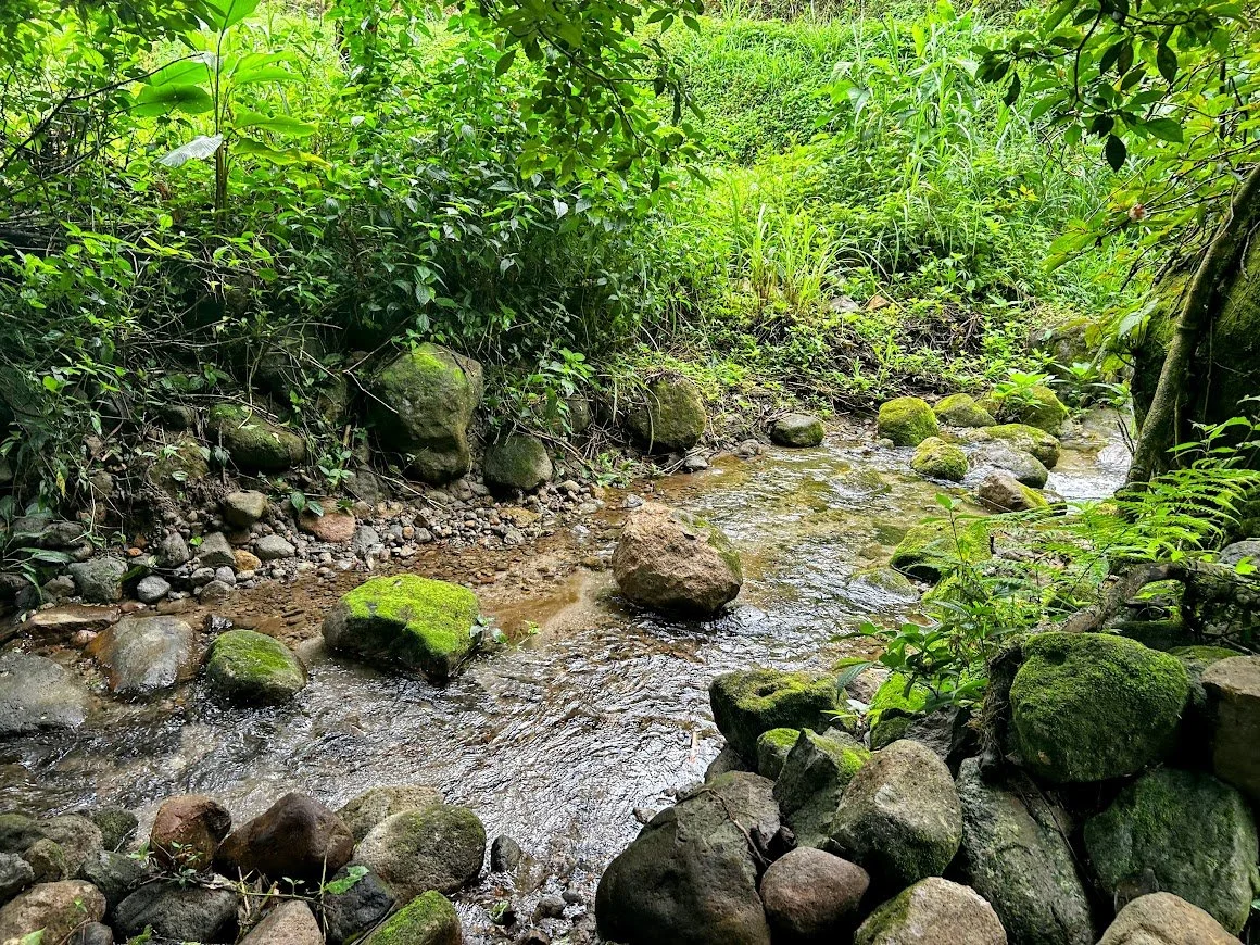 A small, shallow stream flowing through a lush, green forest area with rocks and moss along the banks and in the water.