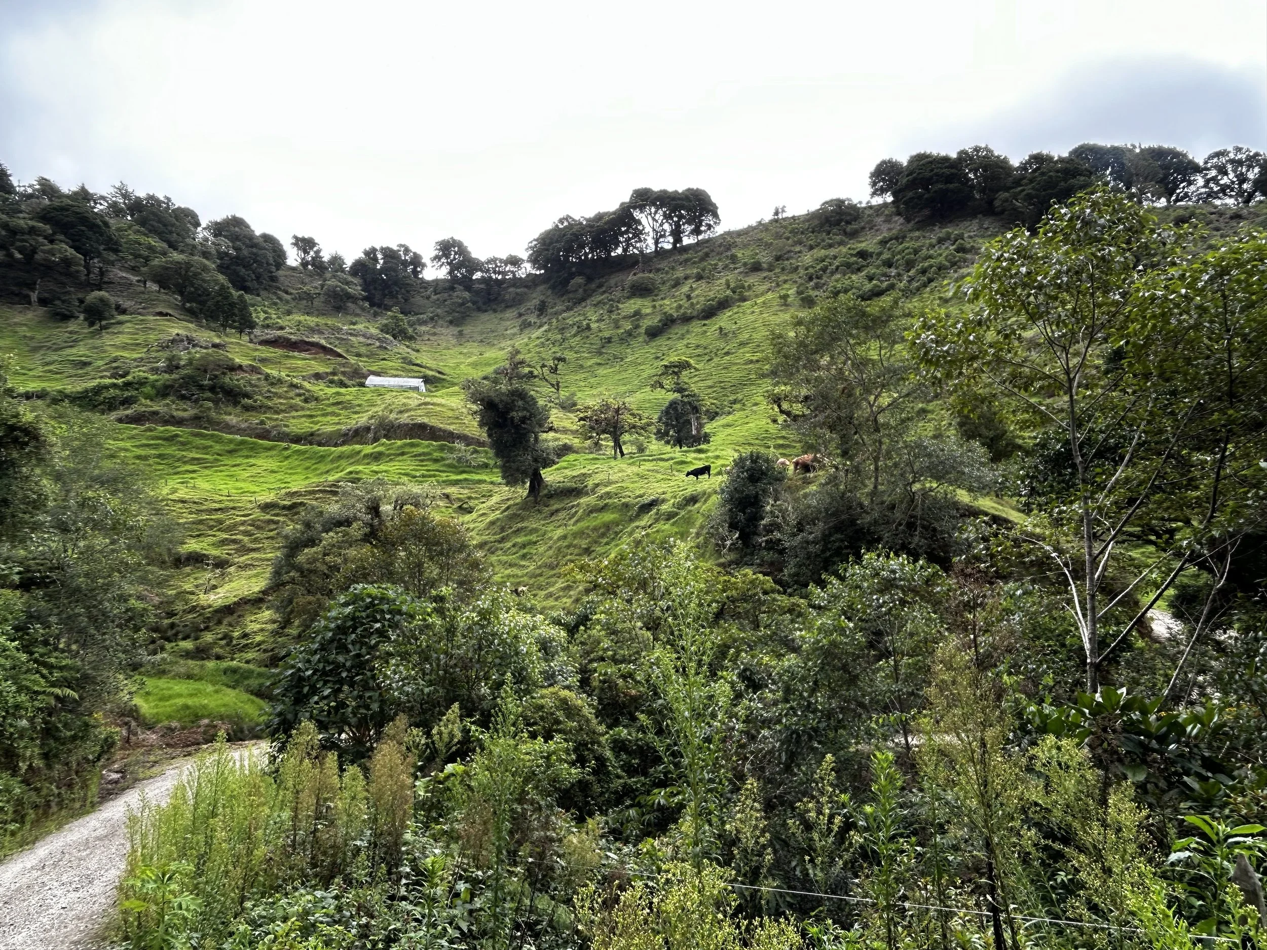 Lush green terraced hillside with scattered trees, a small path in the foreground, and a cloudy sky overhead.