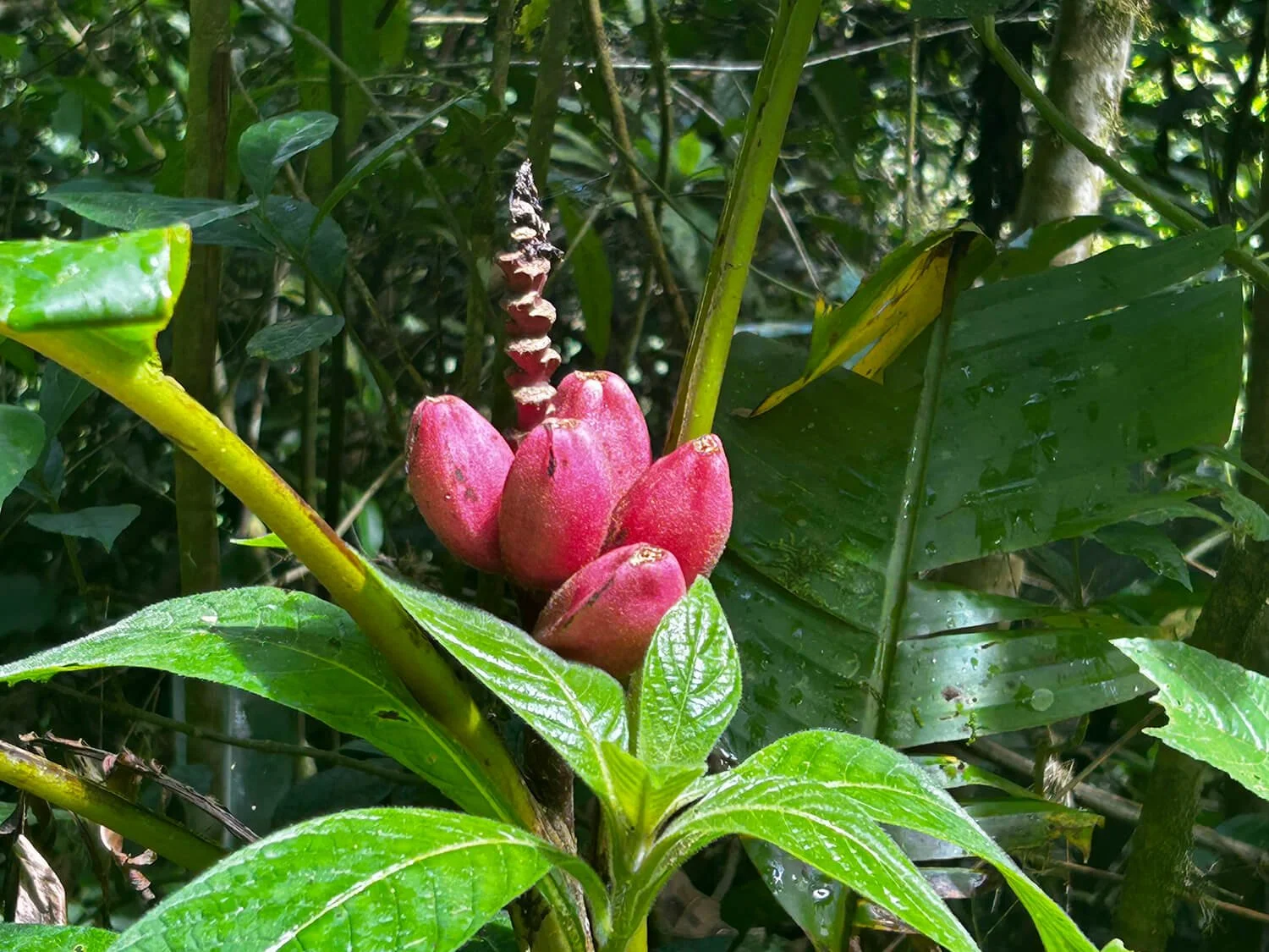 Pink, banana-shaped fruit growing on a tree with broad green leaves, in a lush, dense jungle setting.