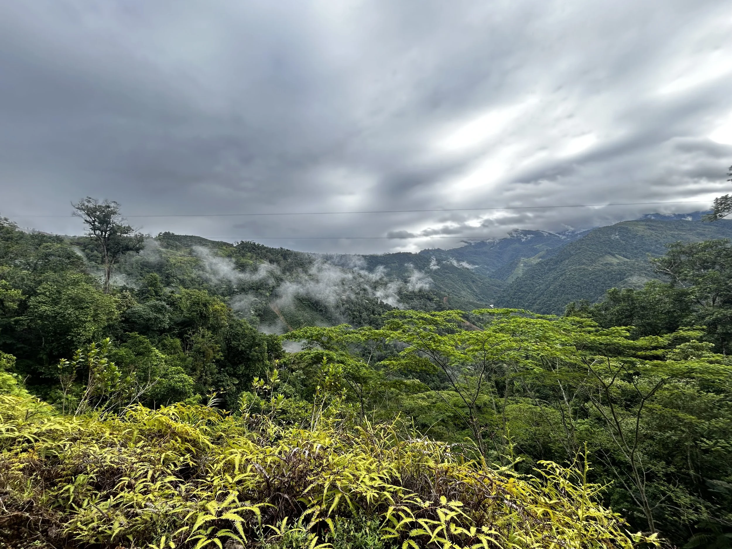 Lush green hillside forest under cloudy gray sky with some fog or mist and a few scattered trees.