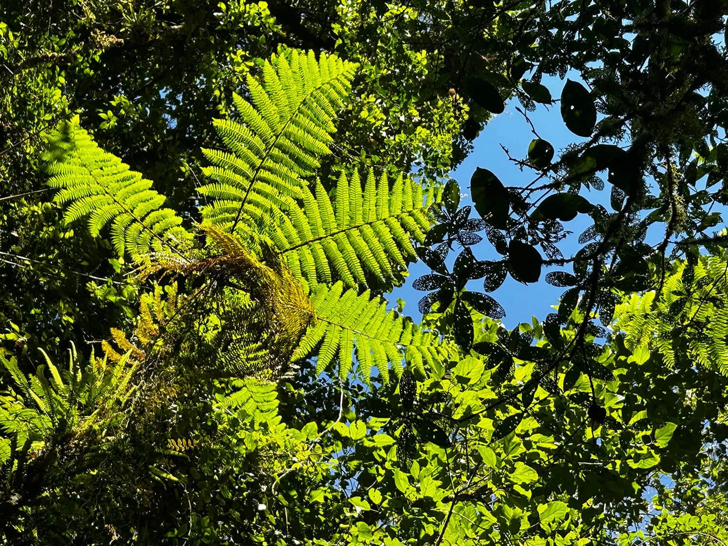 costa rica fern on blue sky scape in rain forest