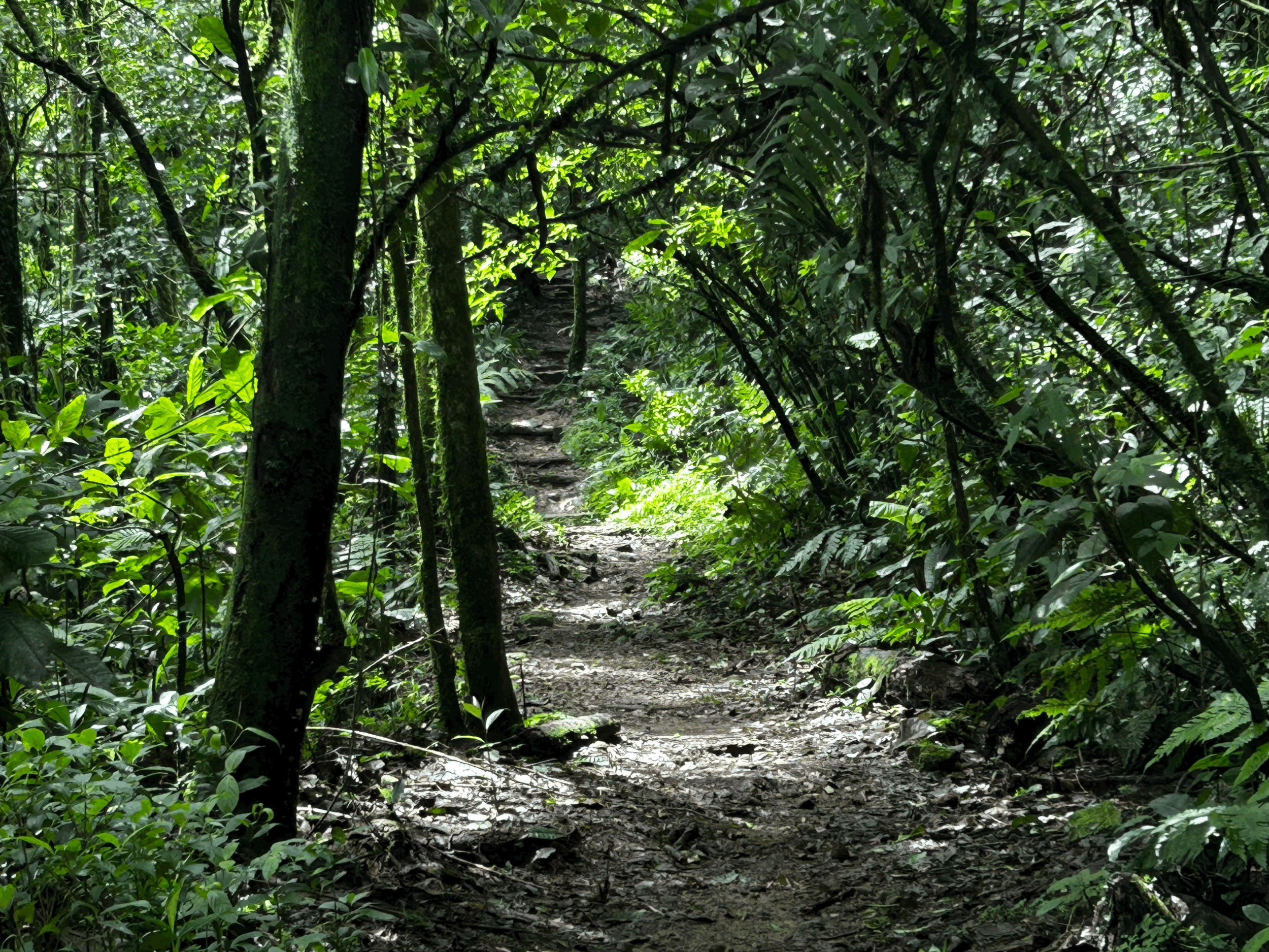 A narrow dirt trail winding through lush green jungle foliage with dense trees and plants.
