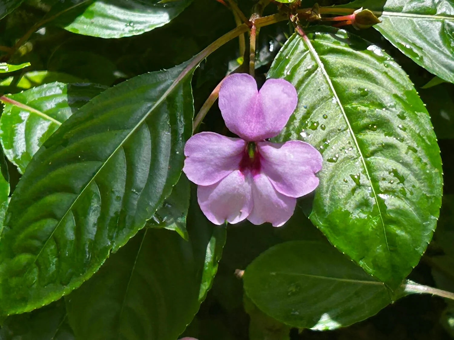 A pink flower with five petals surrounded by shiny green leaves with water droplets.