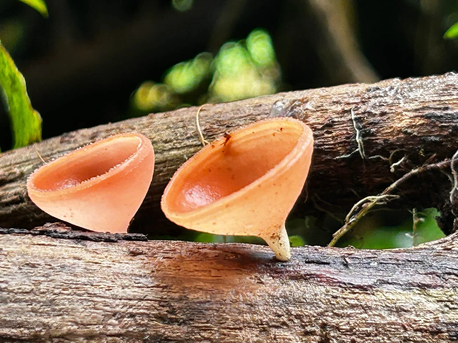 Close-up of two small orange mushrooms growing on a piece of fallen tree log.