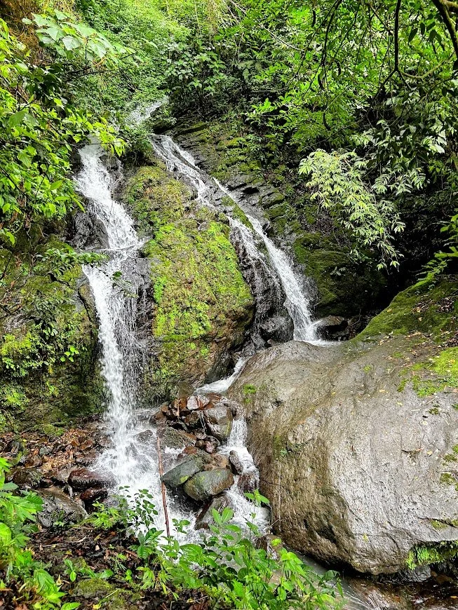 A small, cascading waterfall flowing over moss-covered rocks surrounded by lush green foliage in a forest.