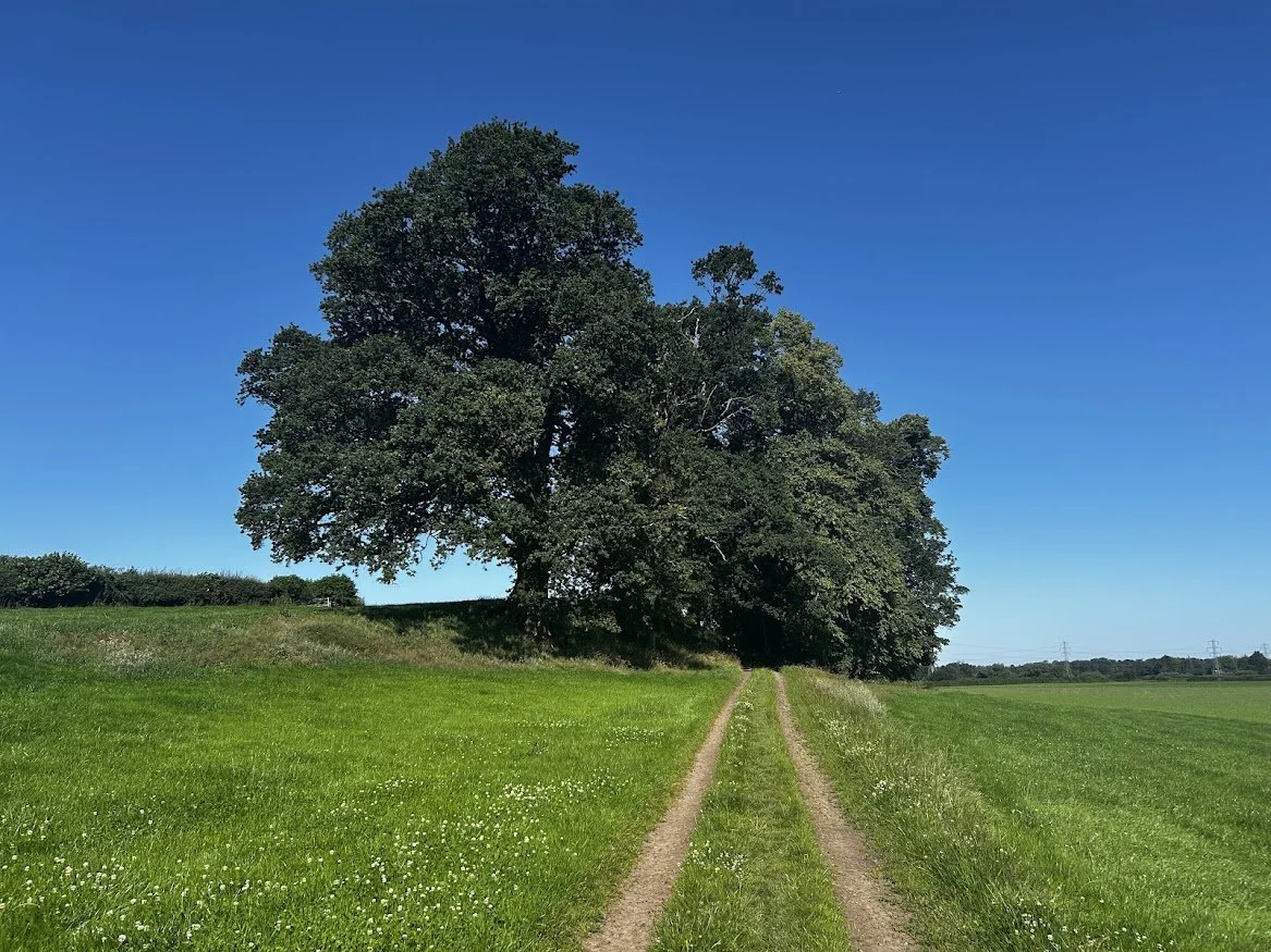 lush green countryside field with two big trees an two paths going towards the trees set in bliue skies england