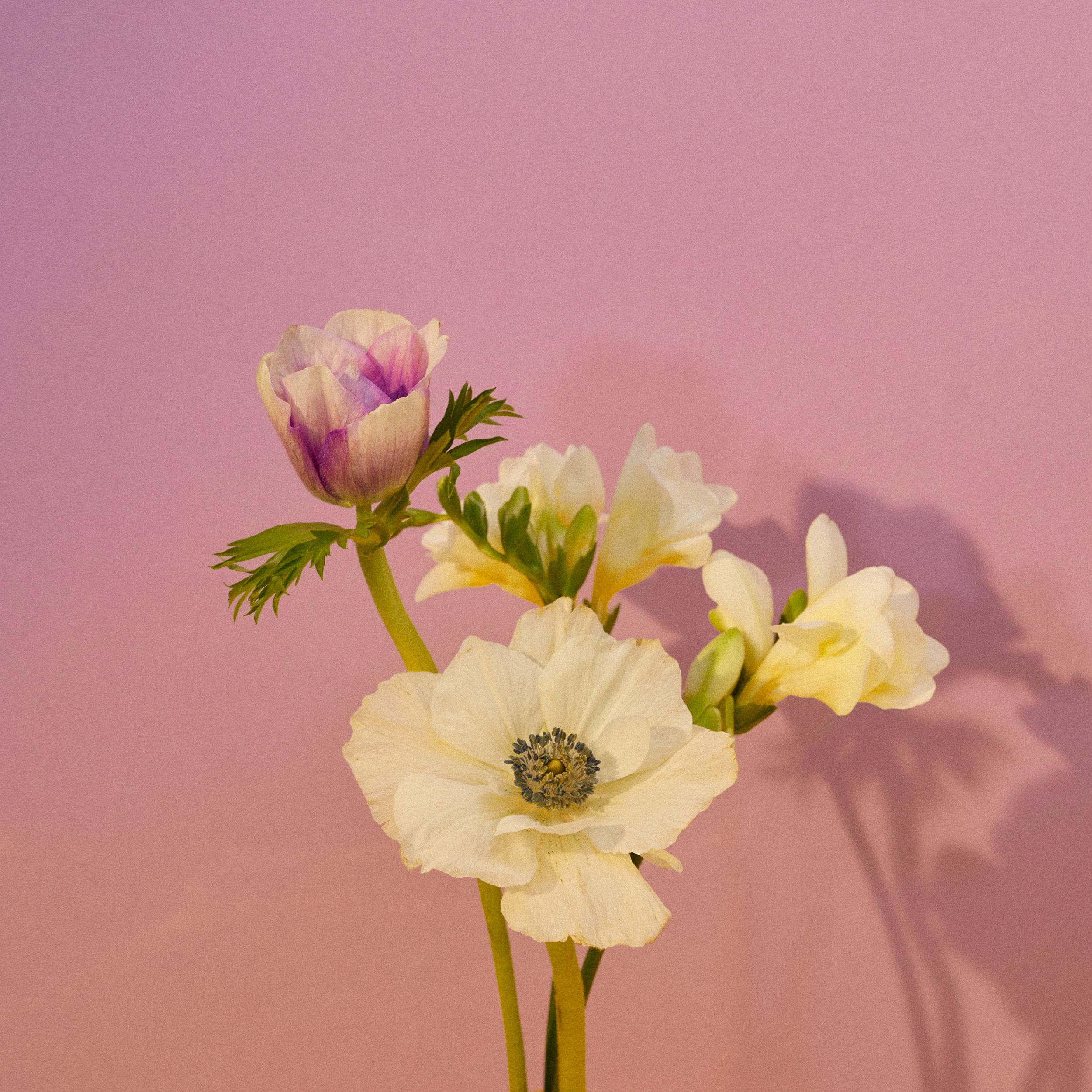 A small bouquet of white, yellow, and purple flowers against a pink background.