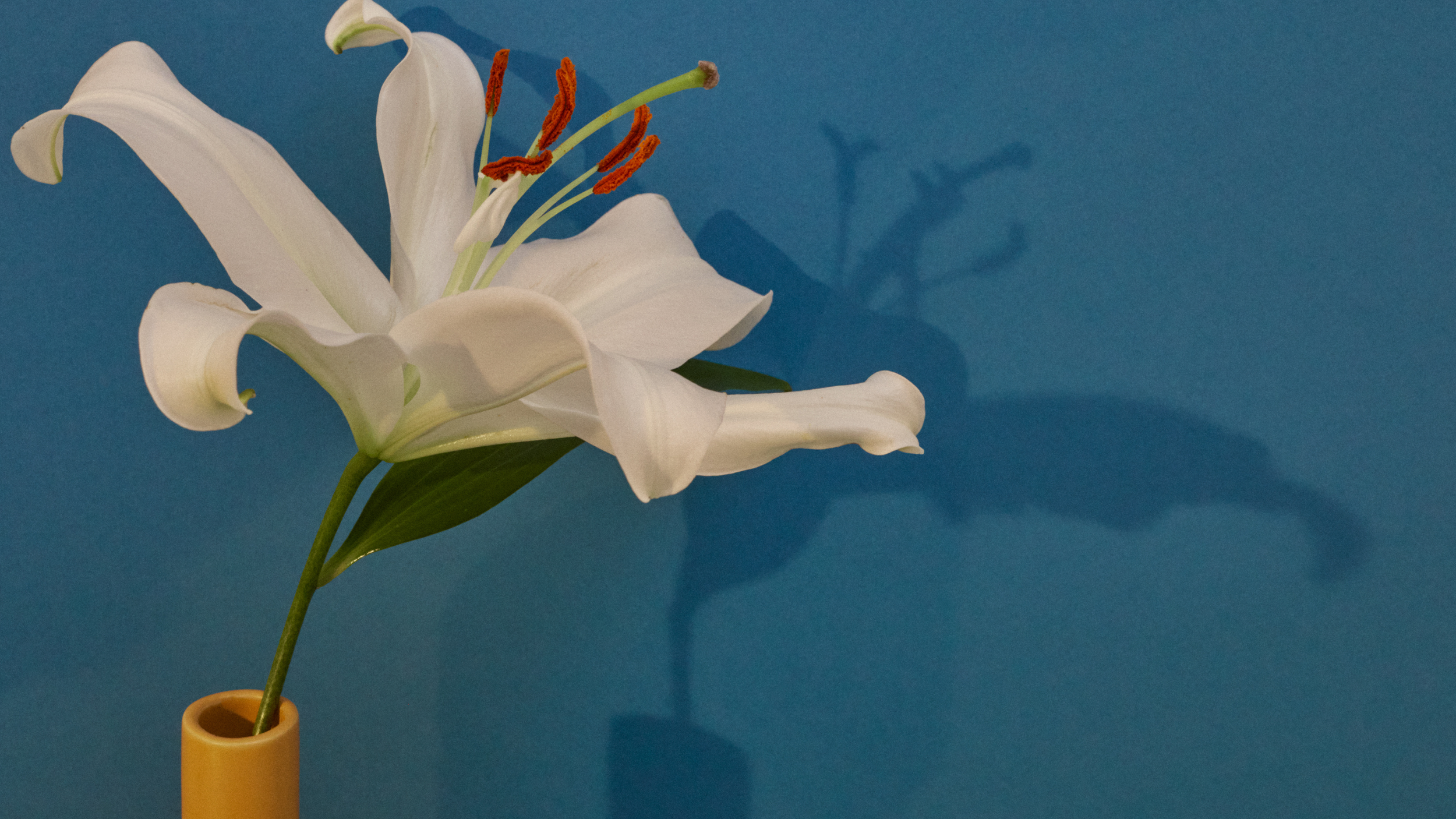A white lily flower in a yellow vase against a blue wall, casting a shadow on the wall.