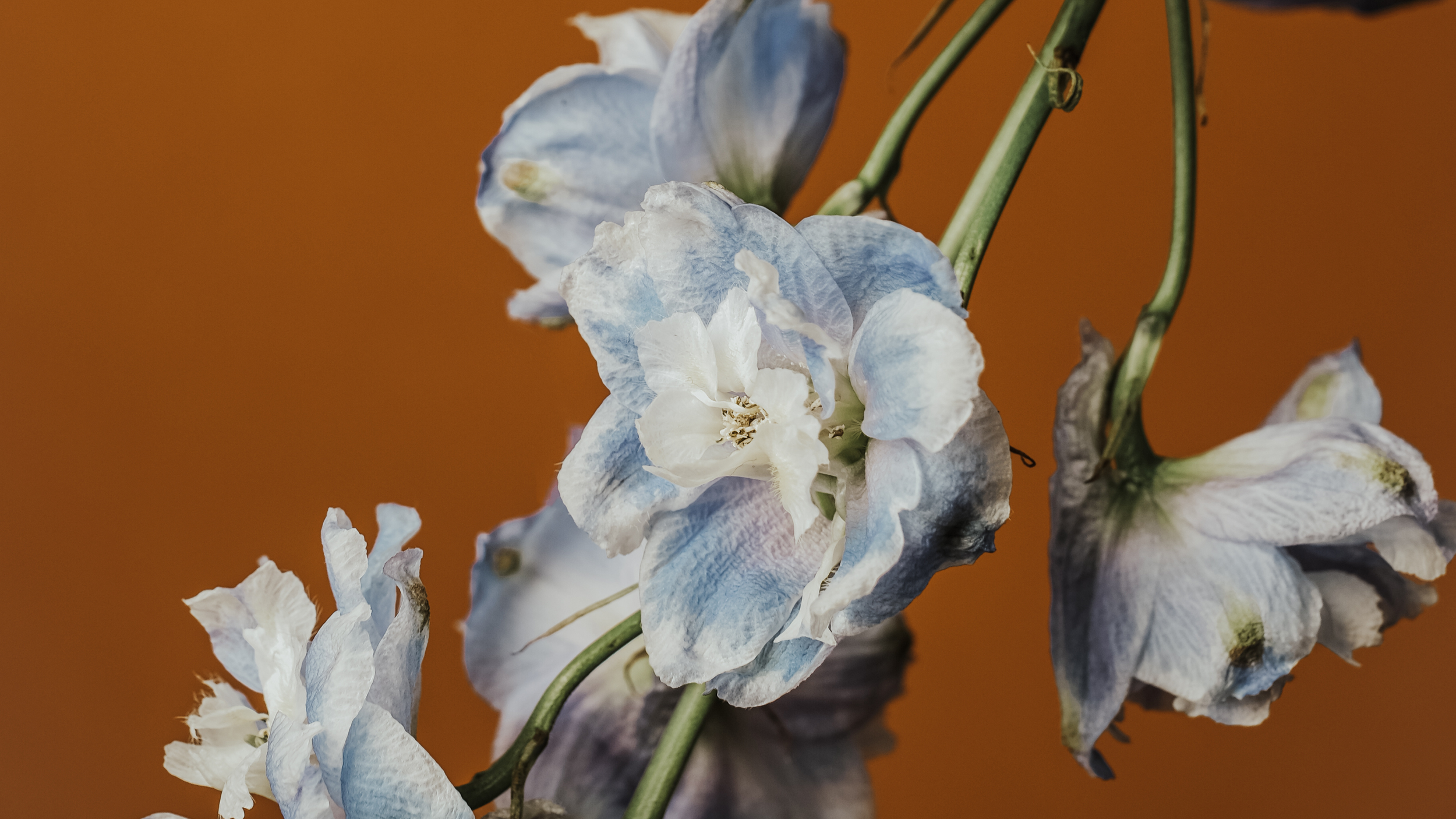 Close-up of wilted white and blue flowers with a brown background.
