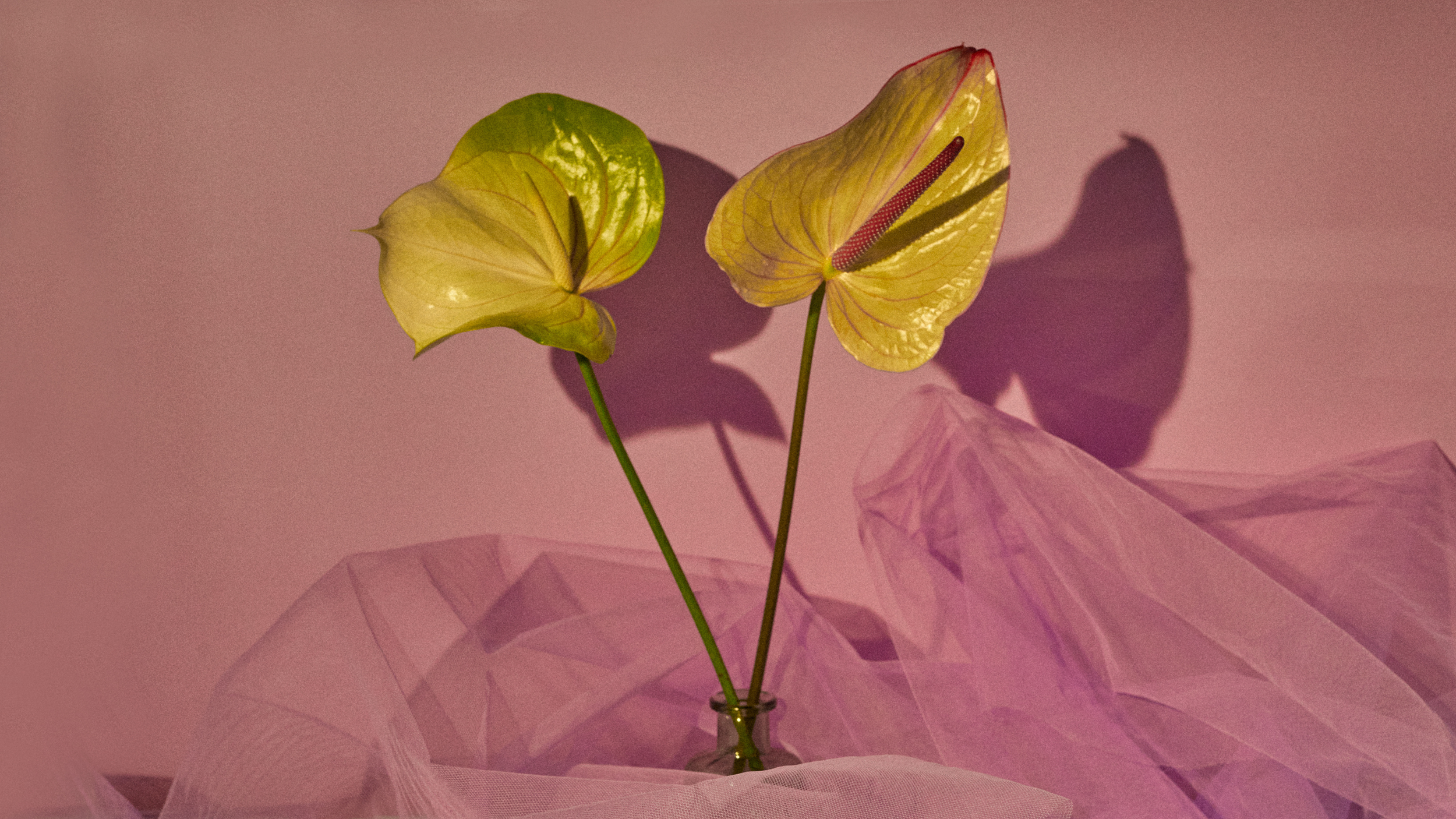 Two yellow anthurium flowers with green stems, casting shadows on a pink background, wrapped in pink translucent fabric.