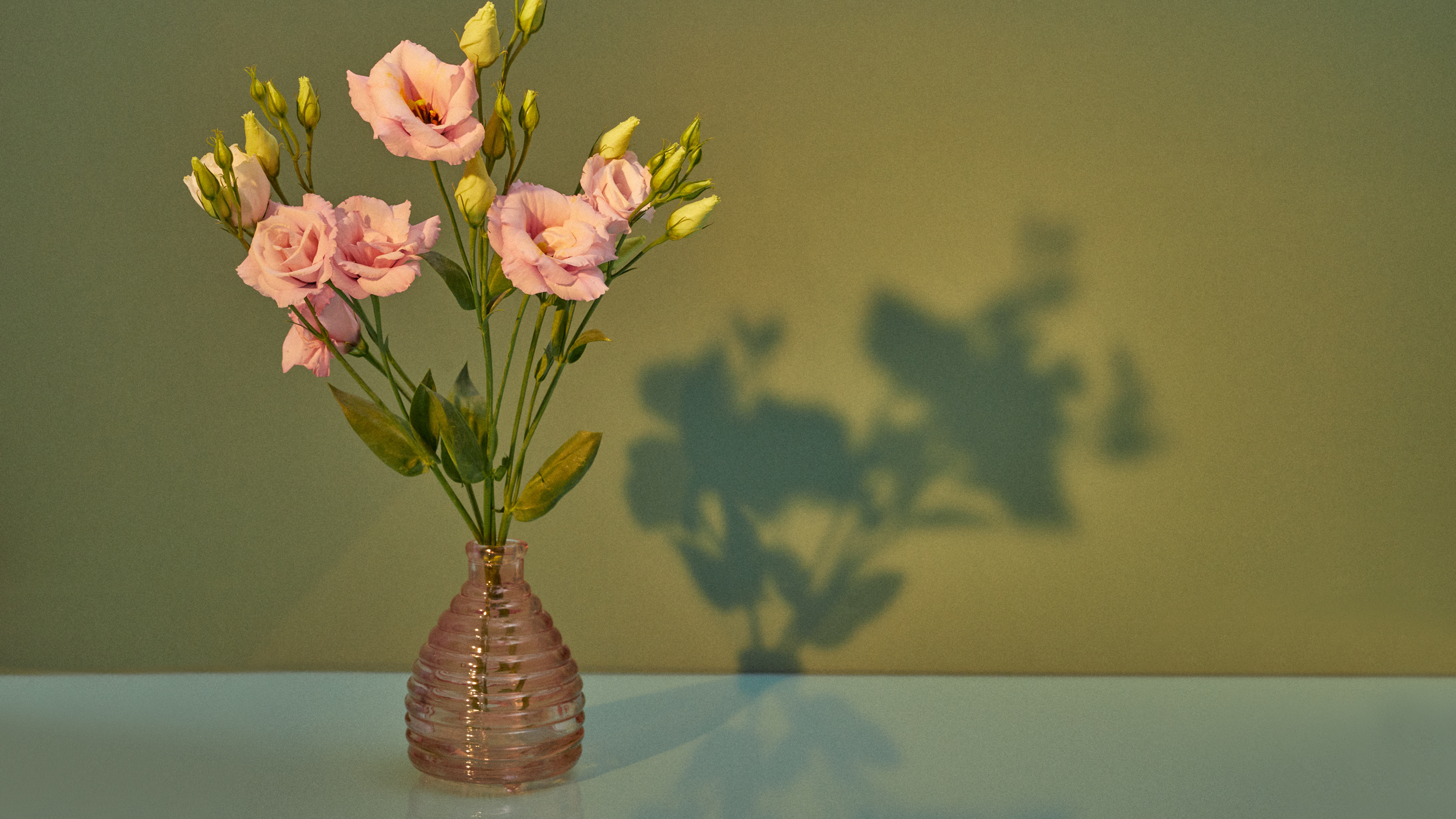 Pink flowers in a small pink glass vase with a shadow cast on a light-colored wall.
