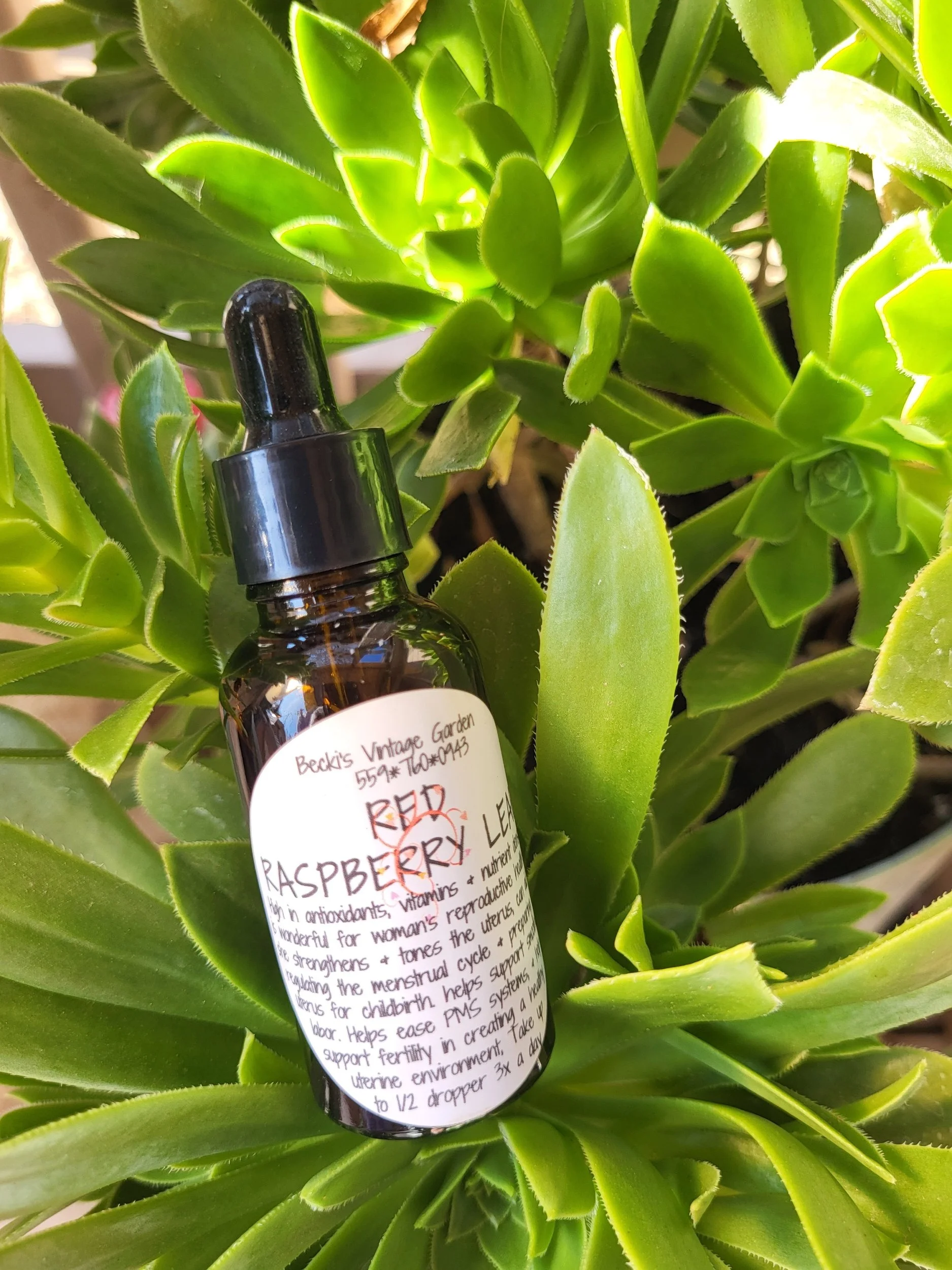 Red Raspberry Leaf Tincture