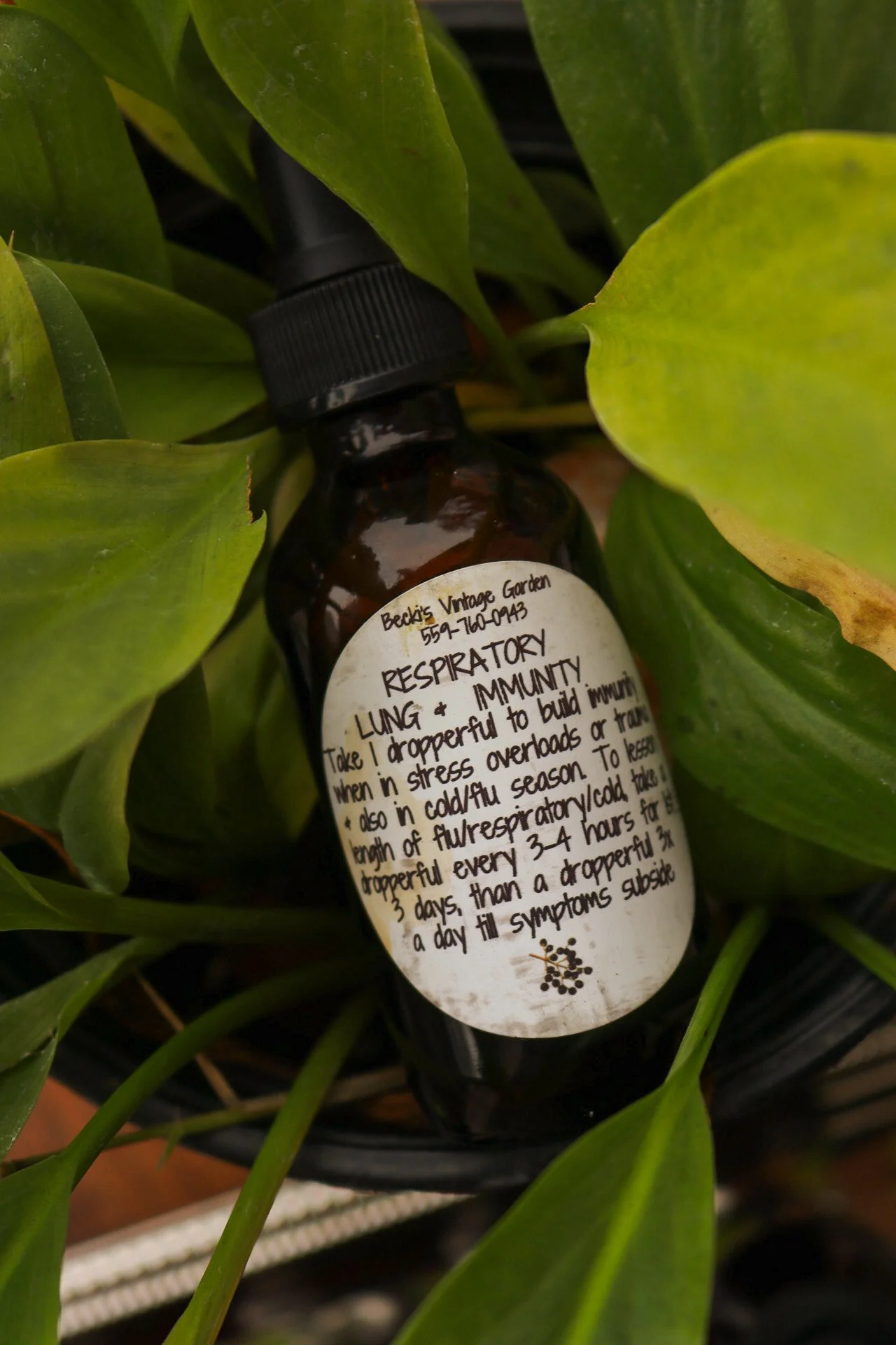 Respiratory Lung + Immunity Tincture