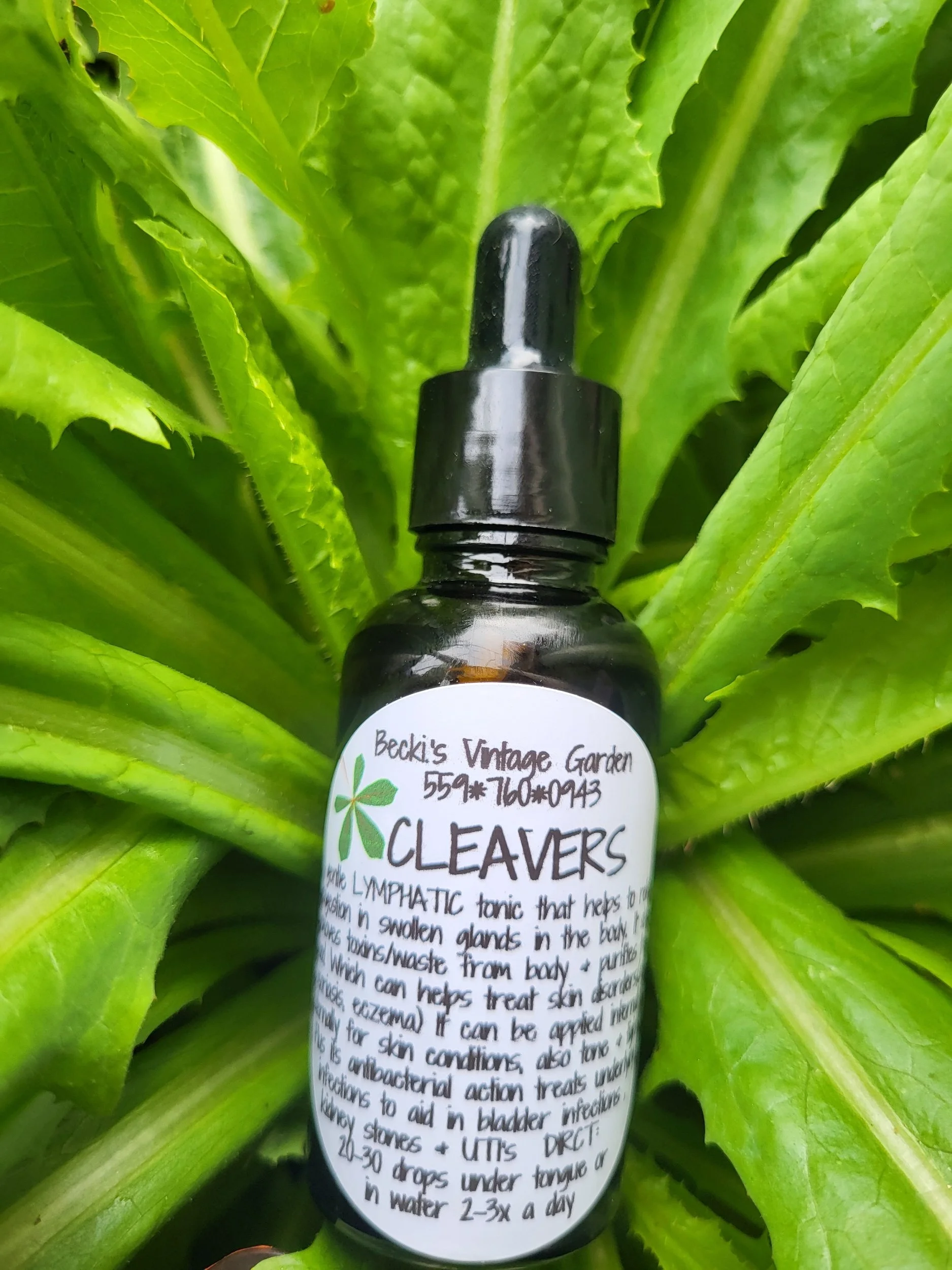 Cleavers Tincture