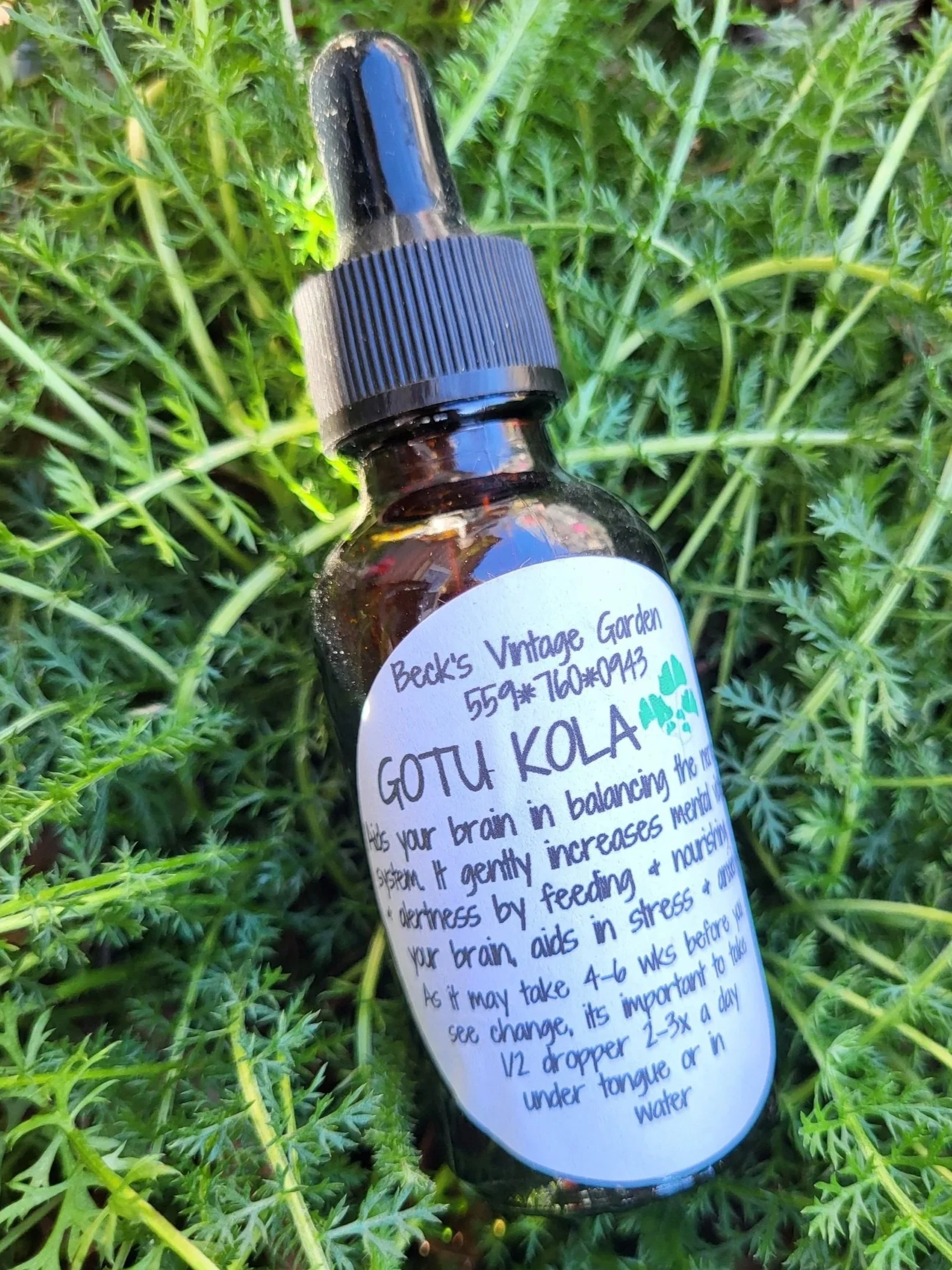 Gotu Kola Tincture