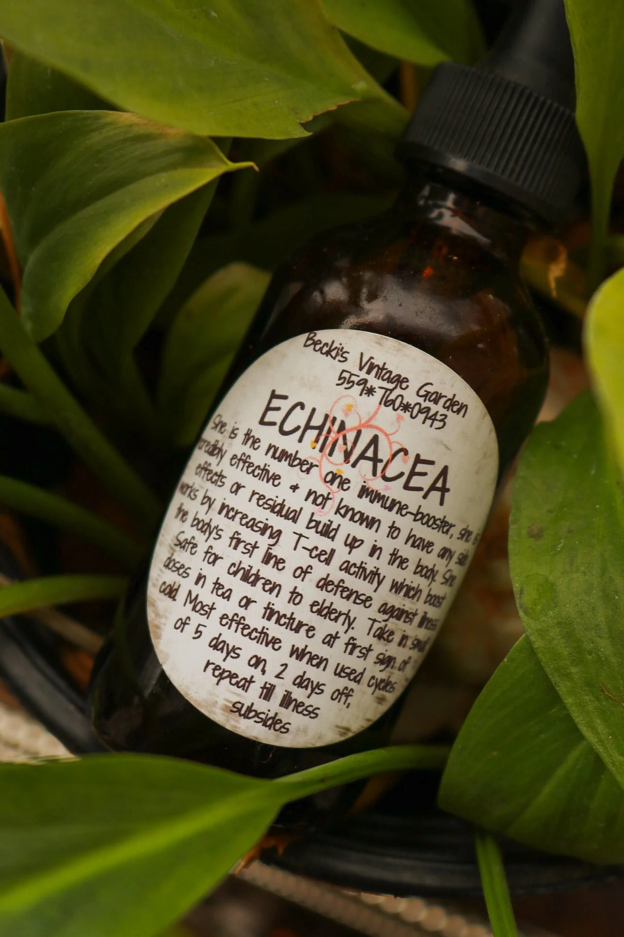 Echinacea Tincture