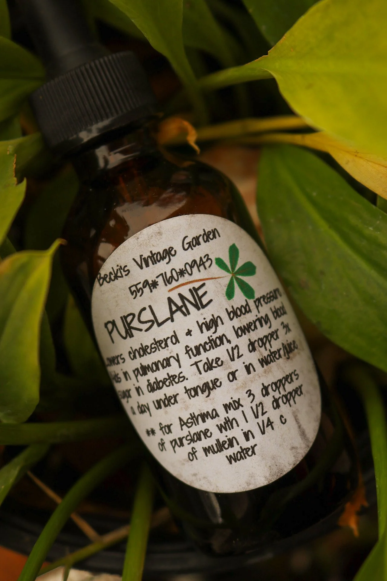 Purslane Tincture
