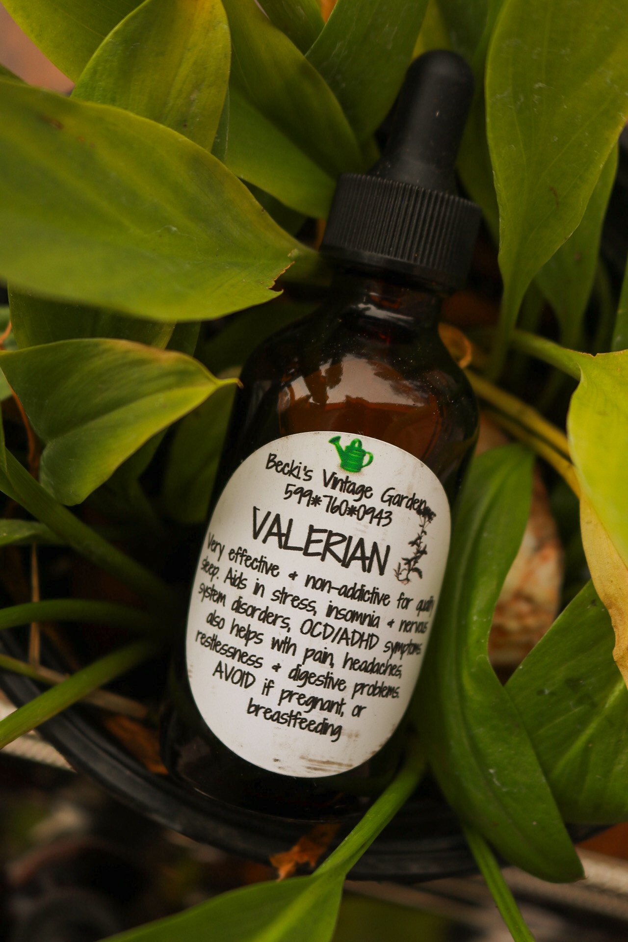 Valerian Root Tincture