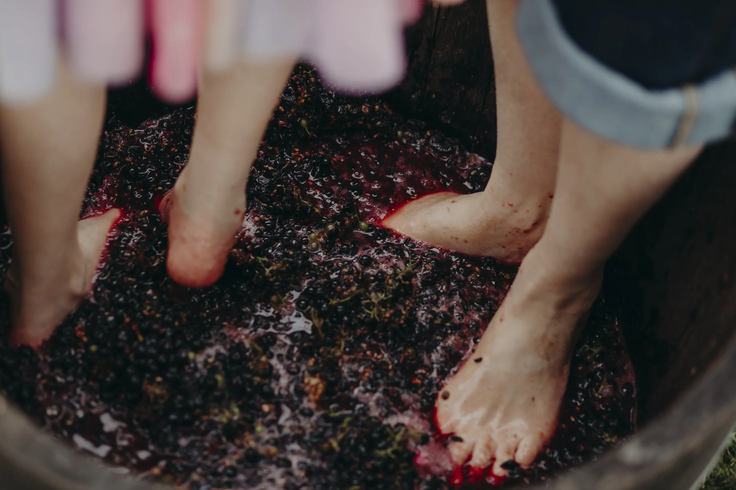 TrailGraze | Person stomps crushed grapes at Meander Valley Vineyard during wine-making process in a barrel.