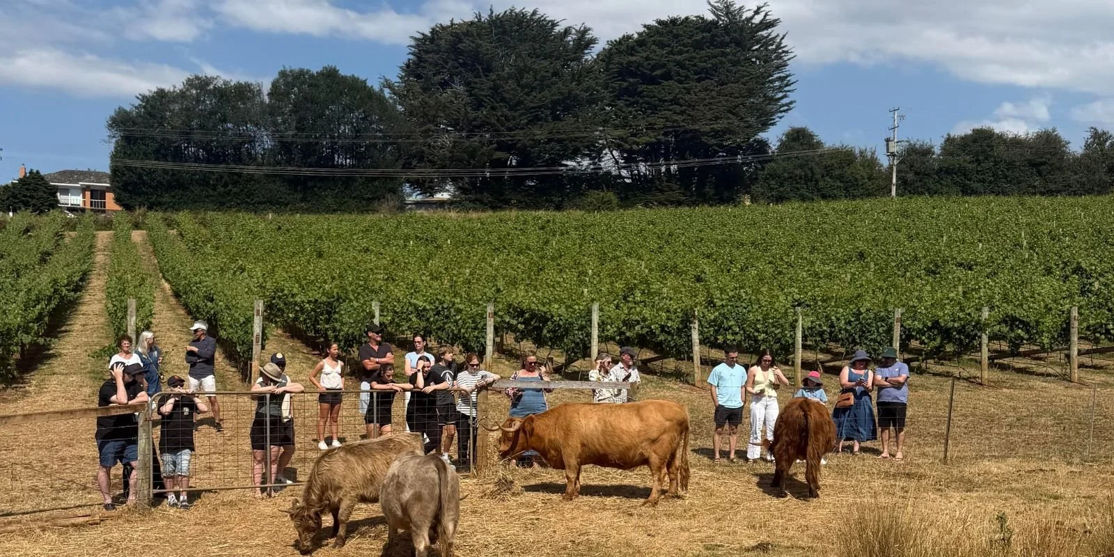 Visitors at Rusty Roof Vineyard in North West Tasmania during TrailGraze, part of Tasting Trail Tasmania, watching Highland cattle feeding beside the vineyard rows.