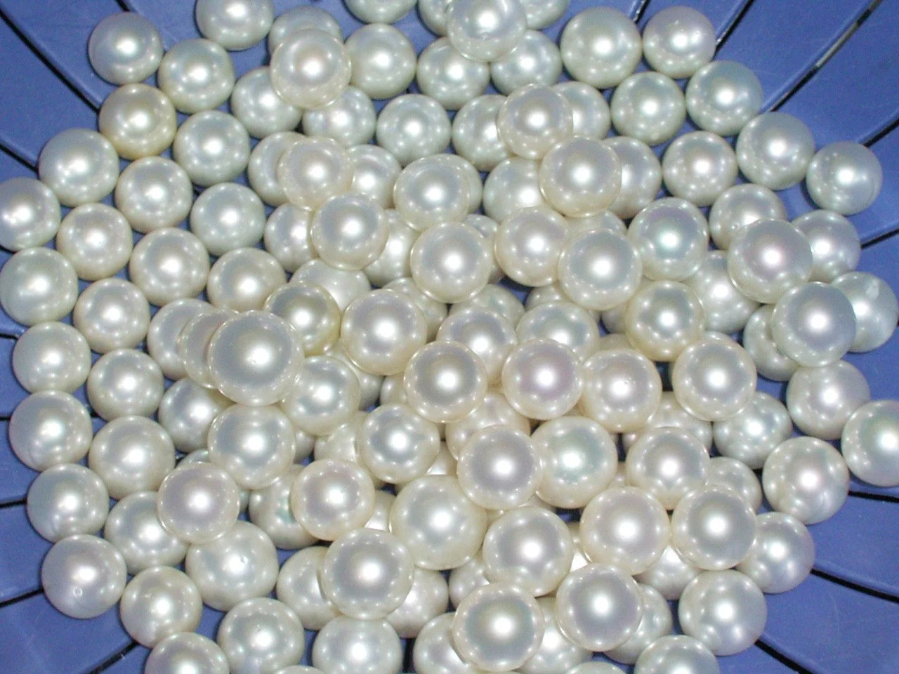 Pearl farming enters a new frontier in the medical industry