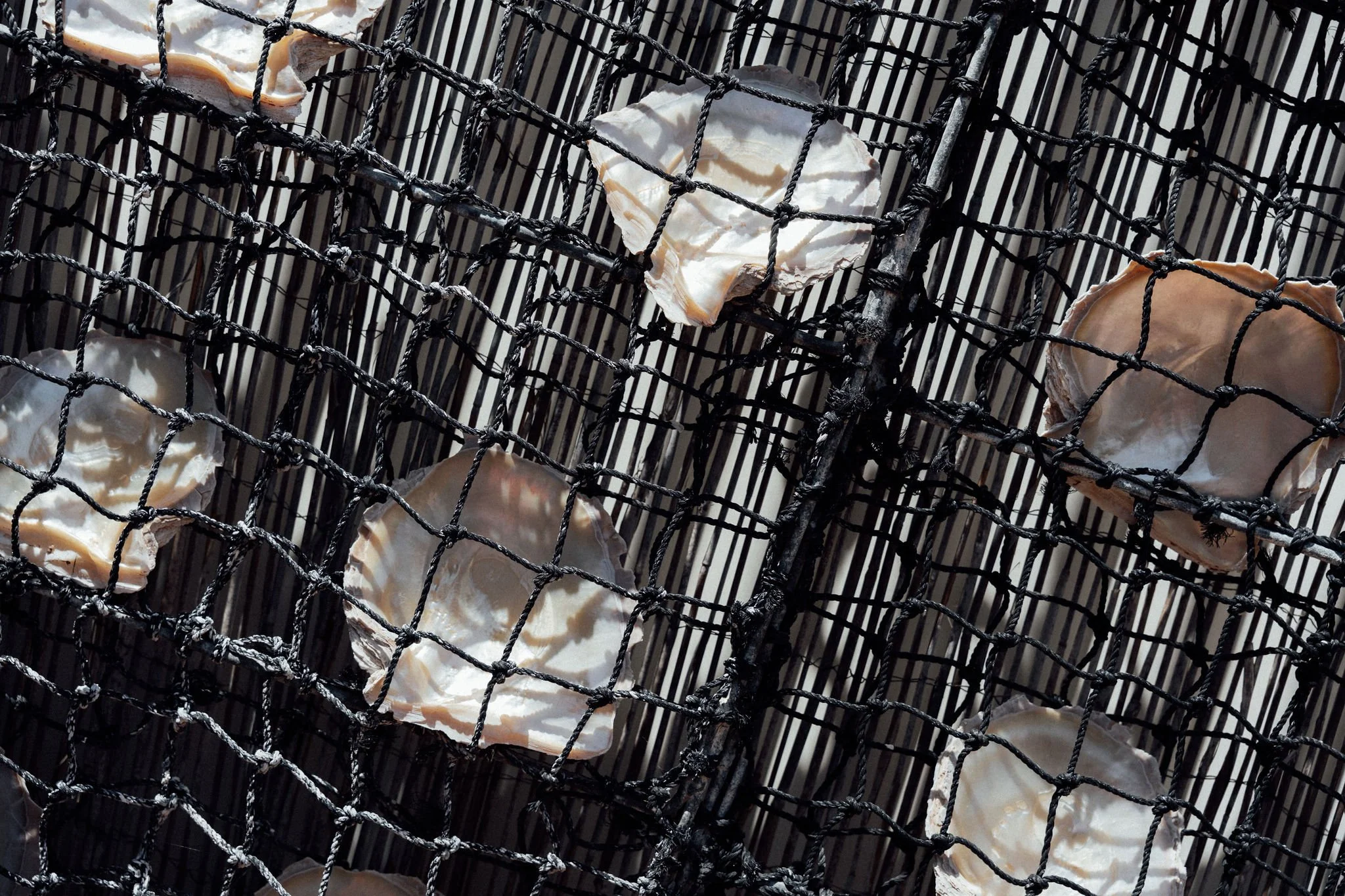 Pearl shells arranged on mesh, representing raw marine source material for biomaterial production