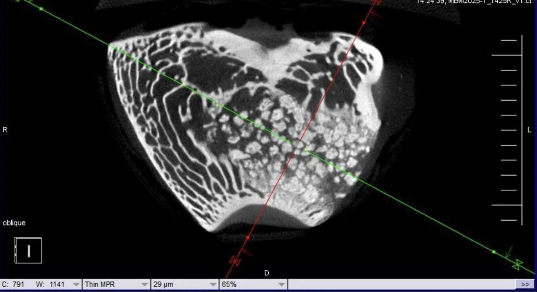 Micro-CT image of a biomaterial sample showing internal structure and measurement axes