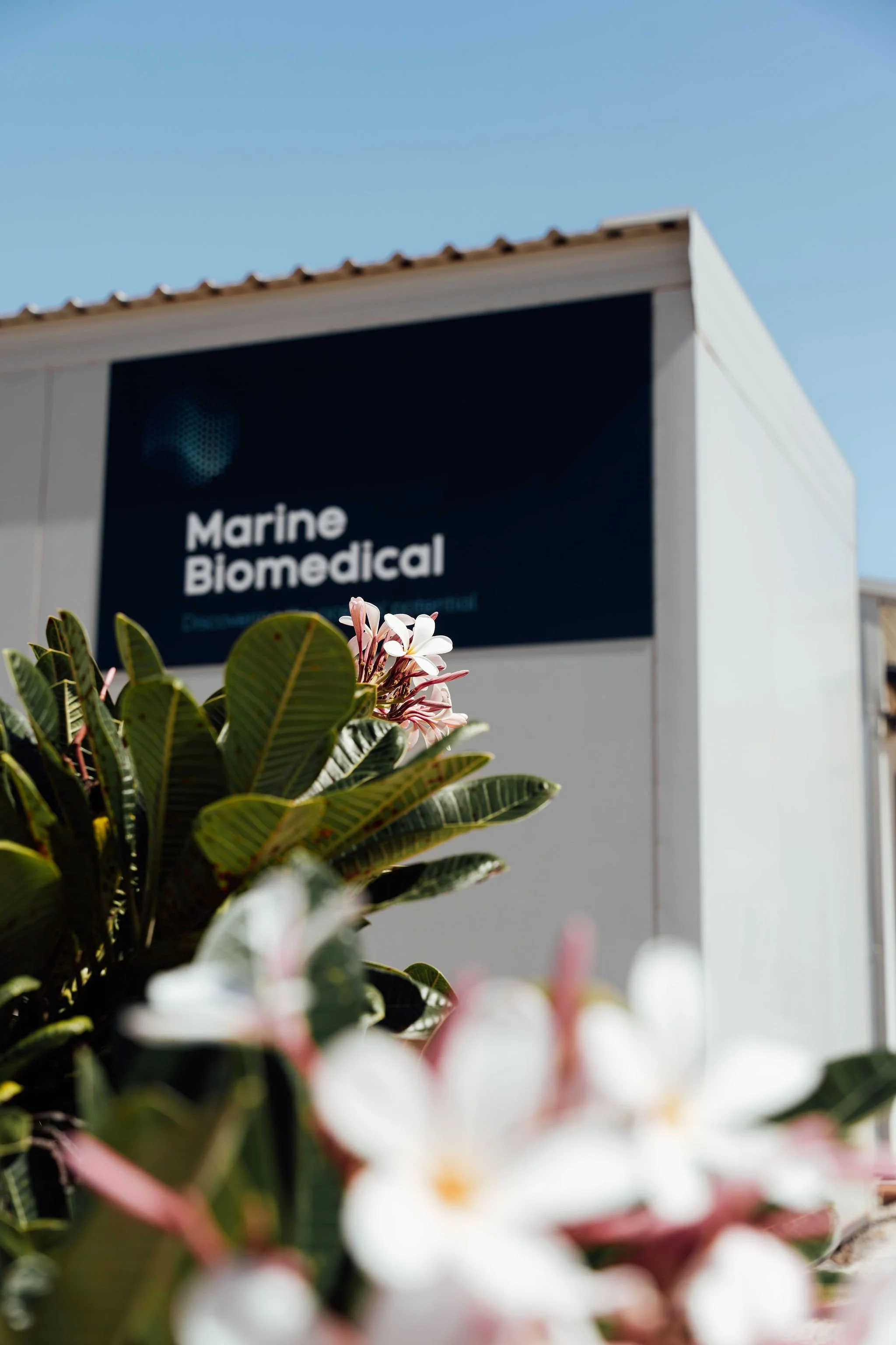 Close-up of white and pink flowers in the foreground with greenery, and a building with a sign reading 'Marine Biomedical' in the background under a clear blue sky