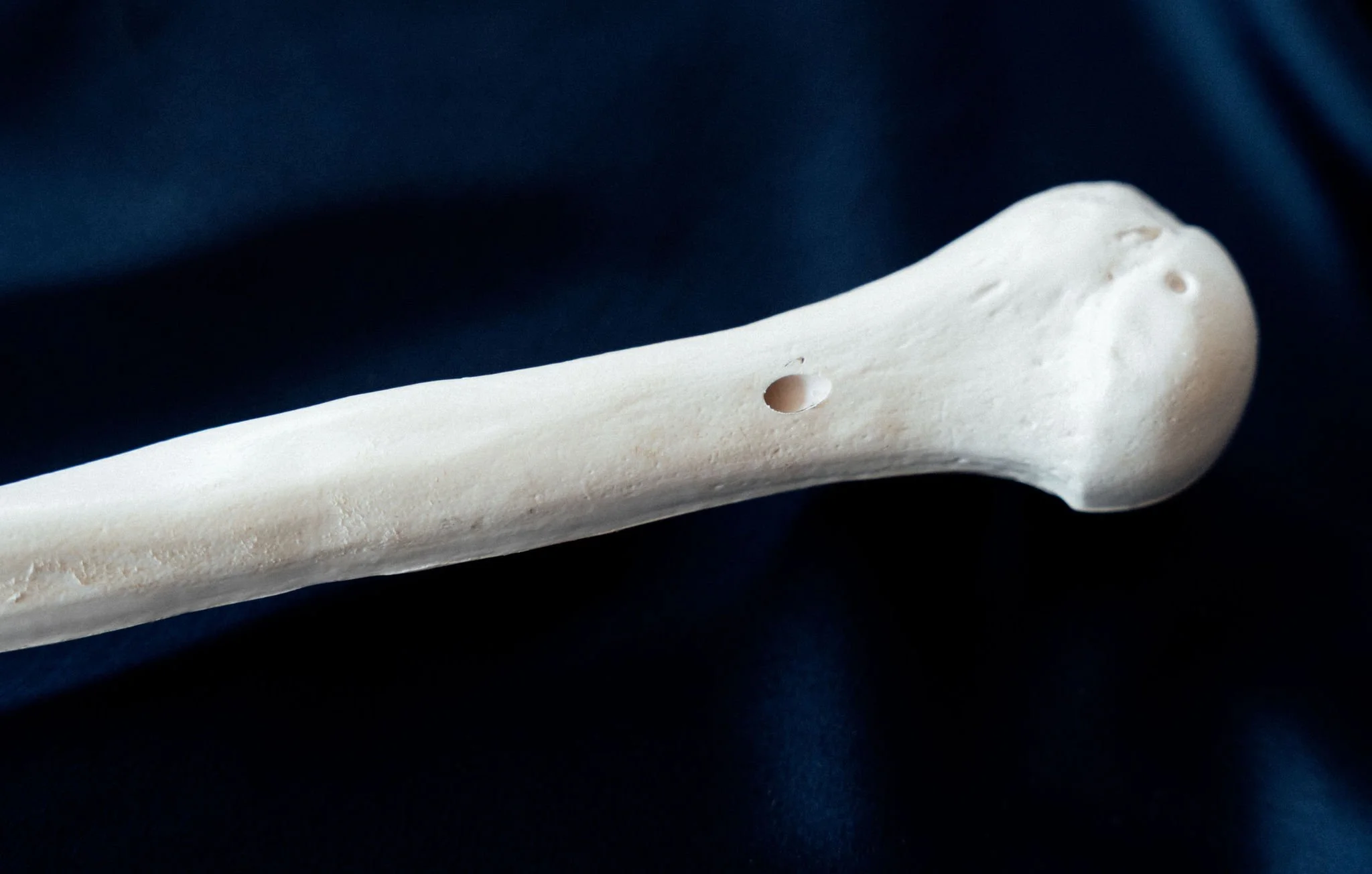 Close-up of bone structure used for biomaterial research and demonstration
