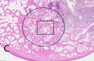 Close-up histology slide of stained biomaterial with highlighted areas for structural analysis