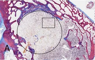 Histology image showing stained material structure with highlighted regions for analysis