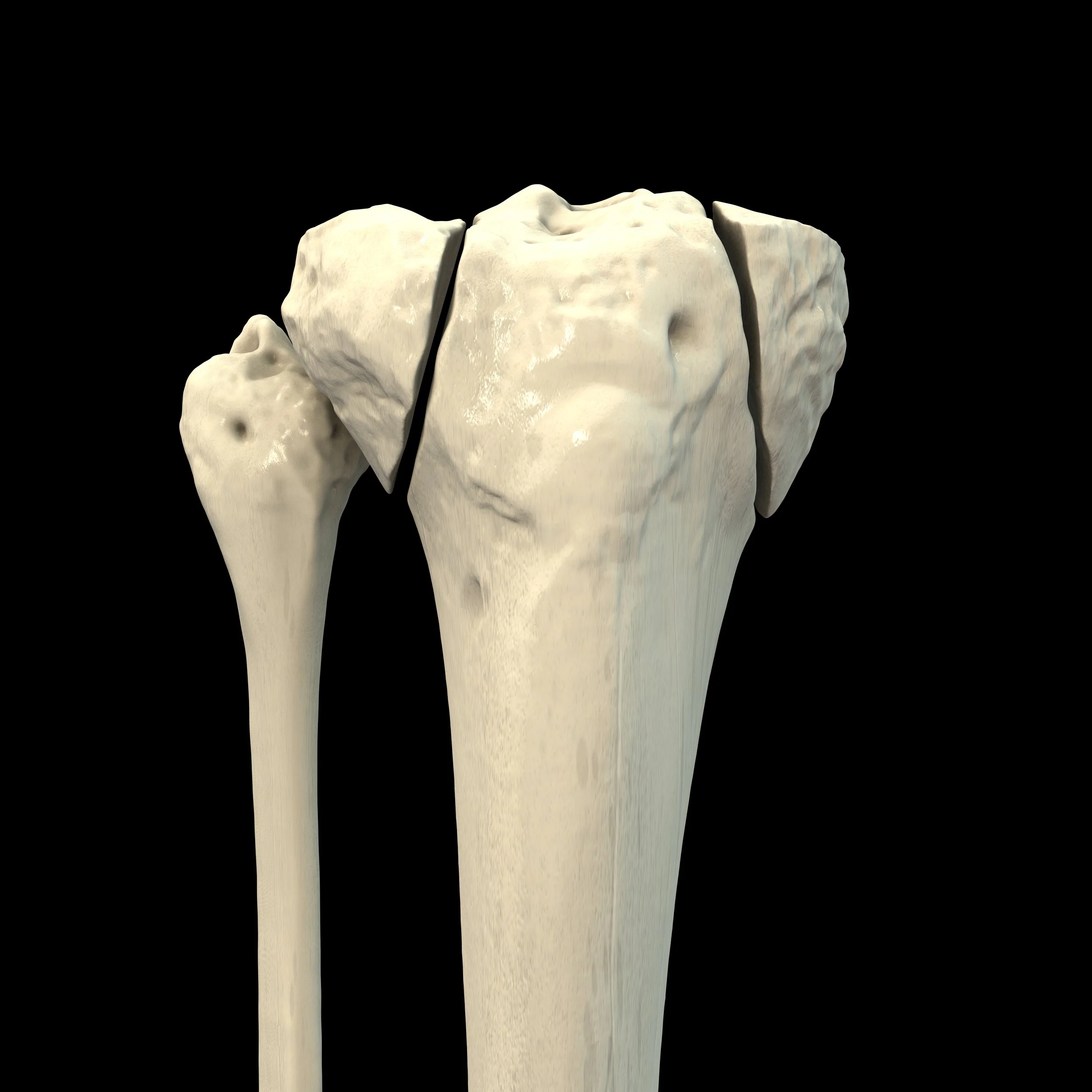 Close-up of bone structure illustrating material composition for research analysis
