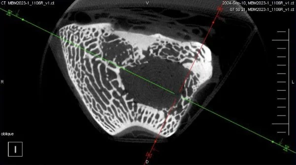 3D micro-CT scan of a biomaterial structure showing internal architecture and porosity