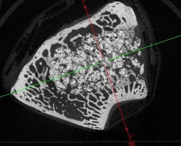 Micro-CT cross-sectional image showing detailed internal bone-like structure
