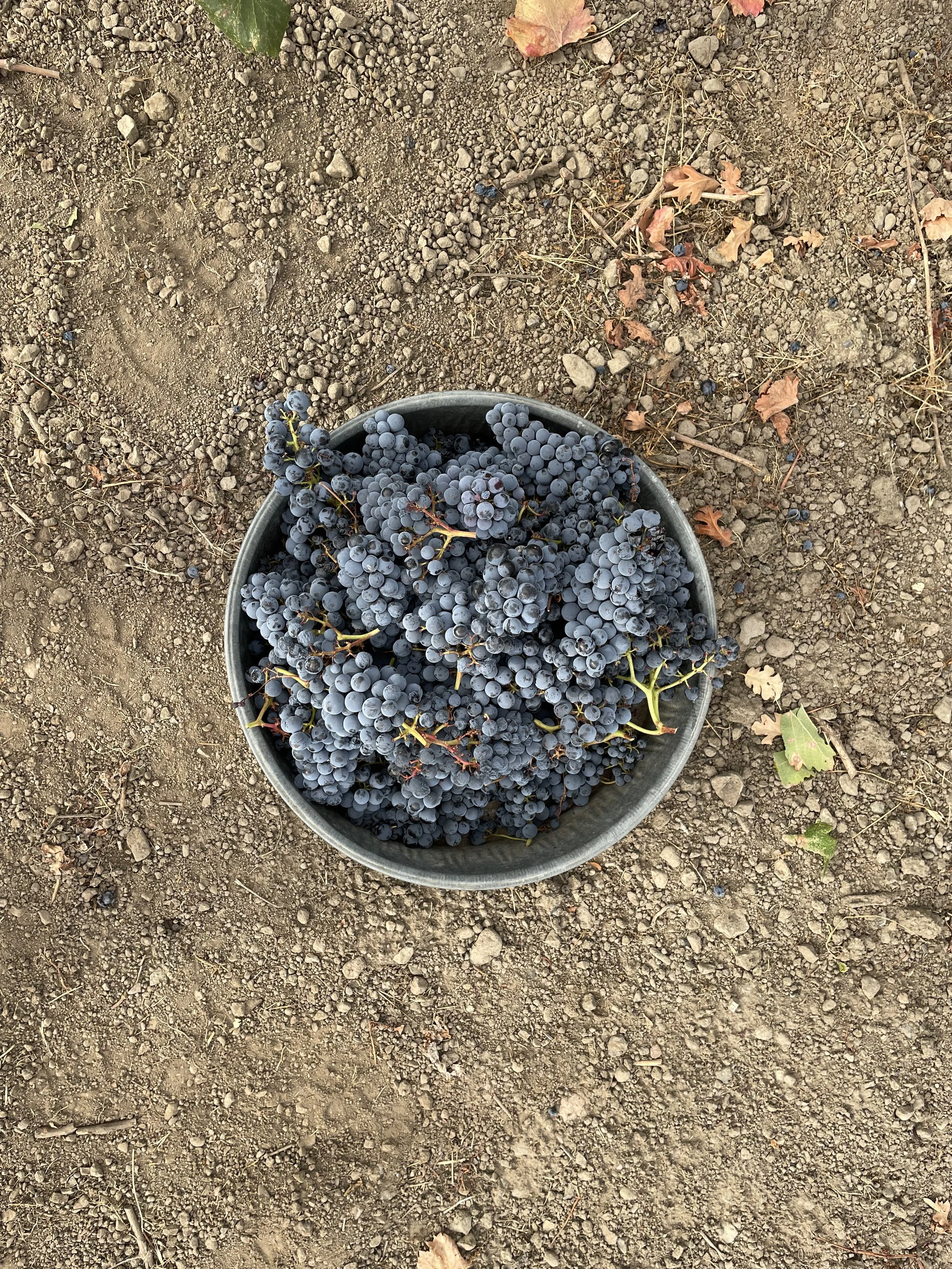 IMG_0910.jpeg