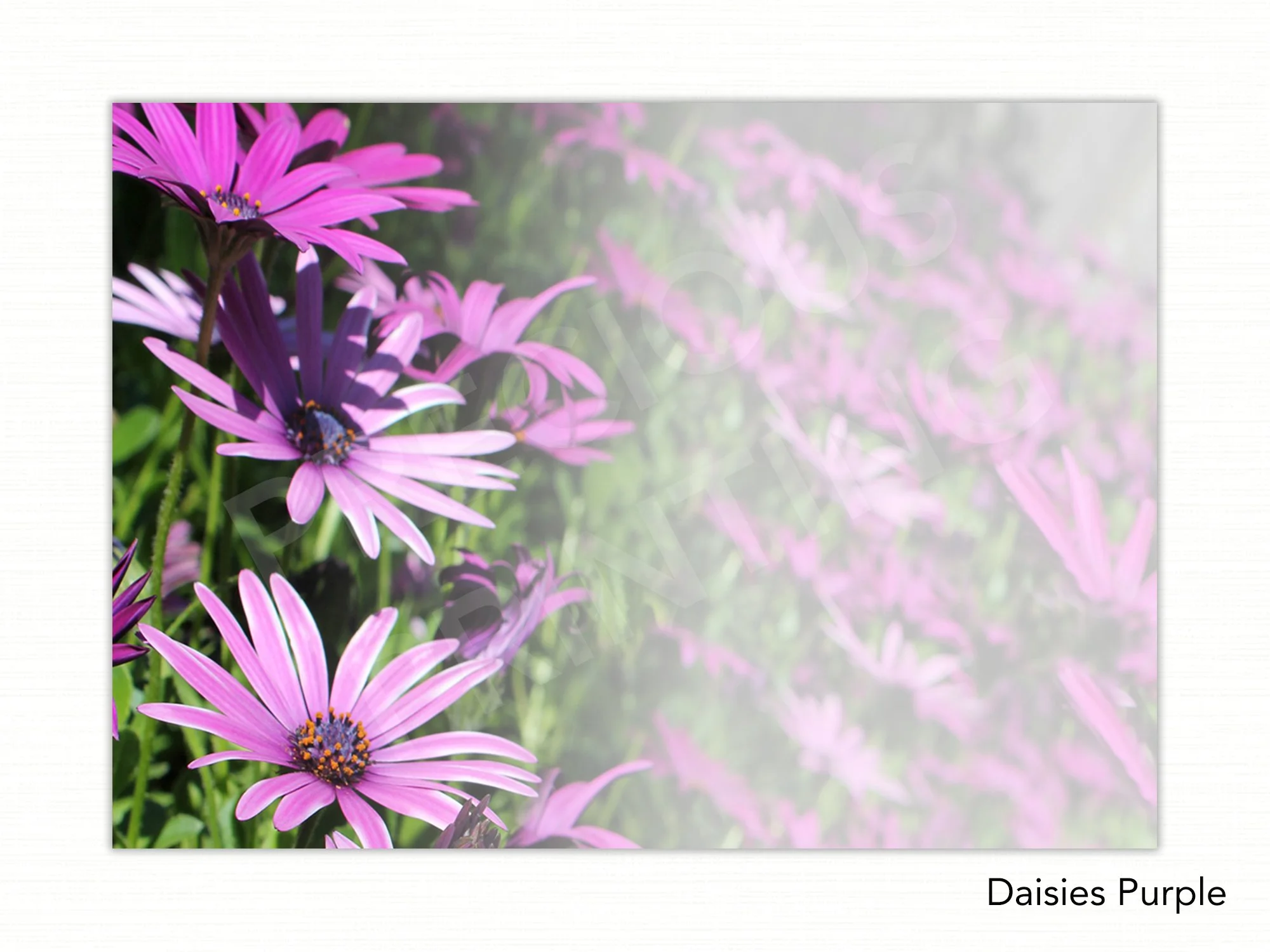 Daisies Purple copy.jpg